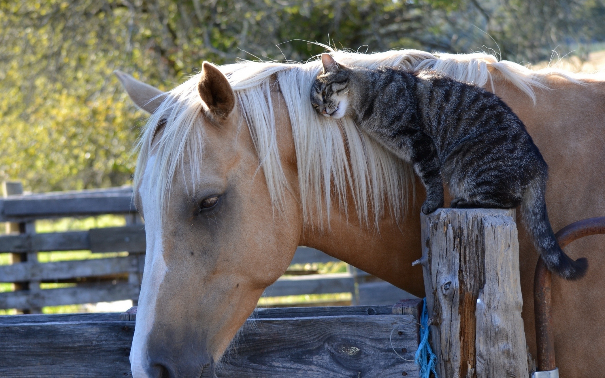 Кошка лошадка. Добрая лошадь. Лошадь и кошка. Лошадь мотиватор. Дружба с лошадью.