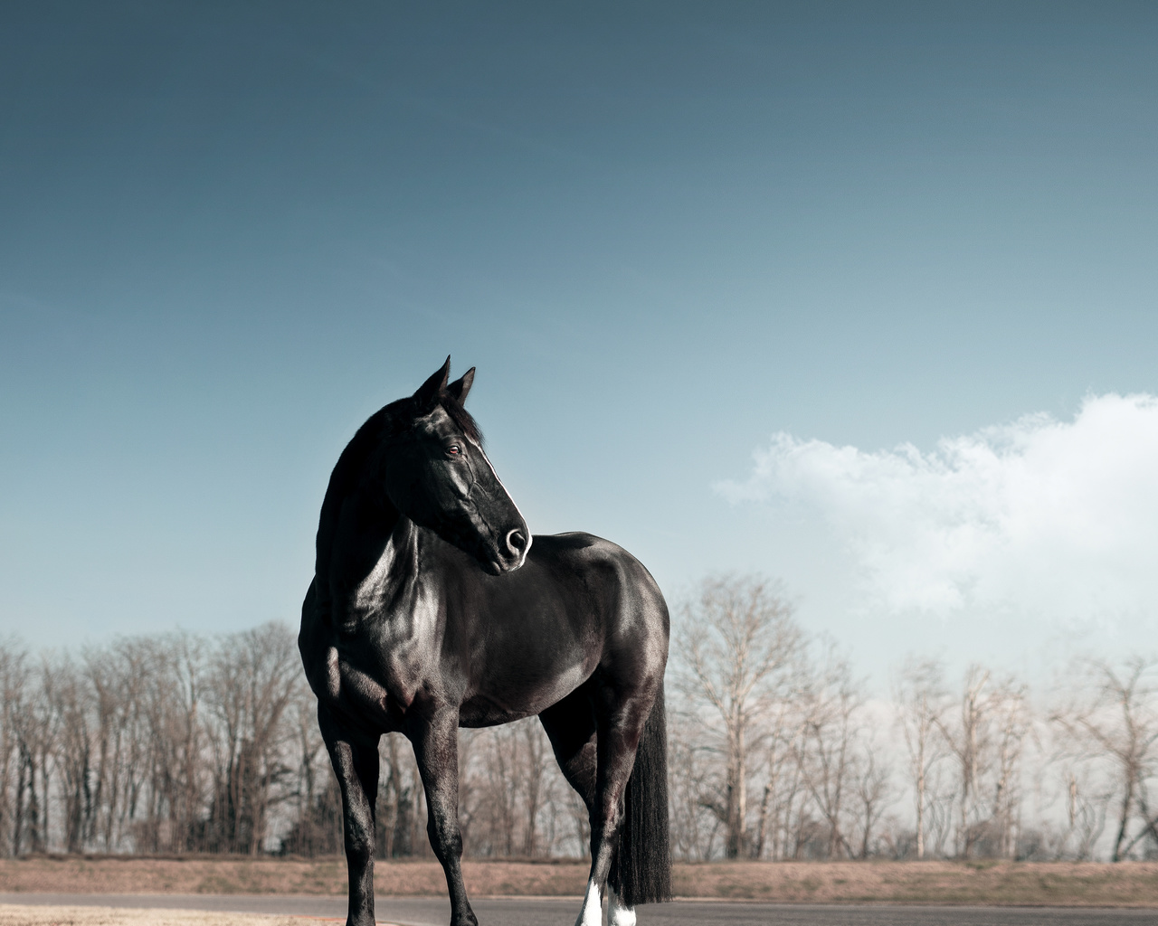 black, horse