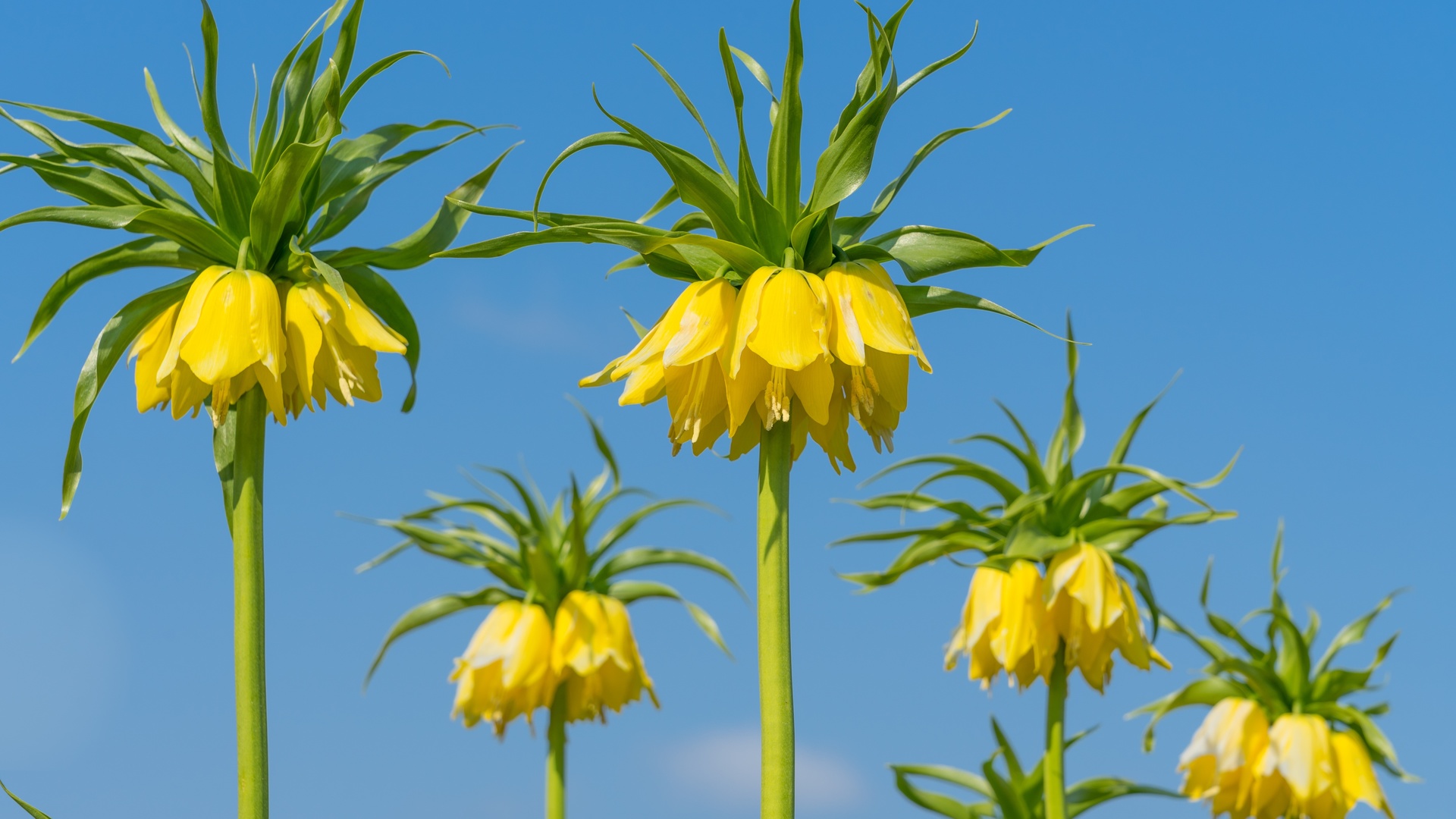 fritillaria, imperialis, crown imperial,  , , 