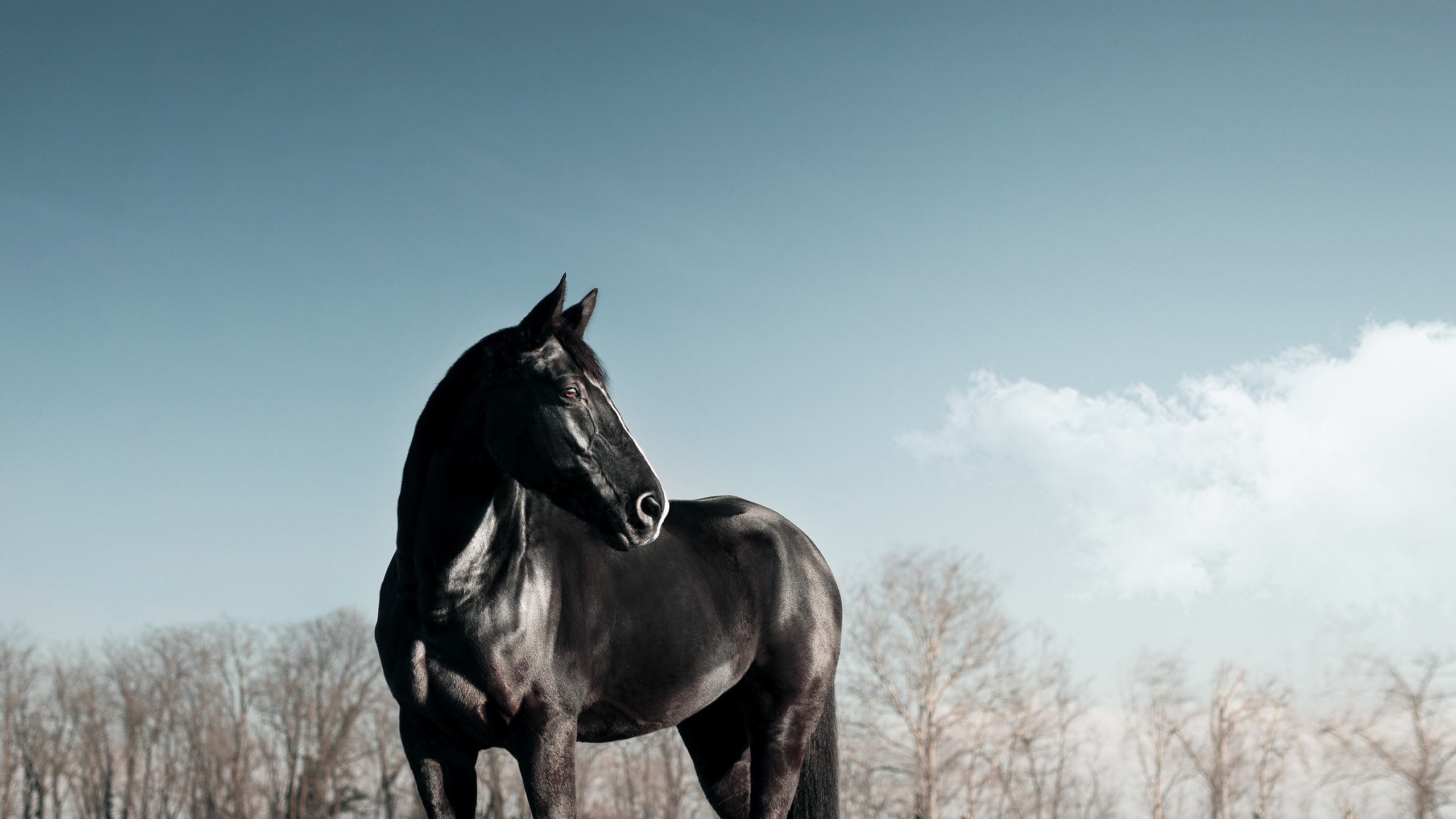 black, horse