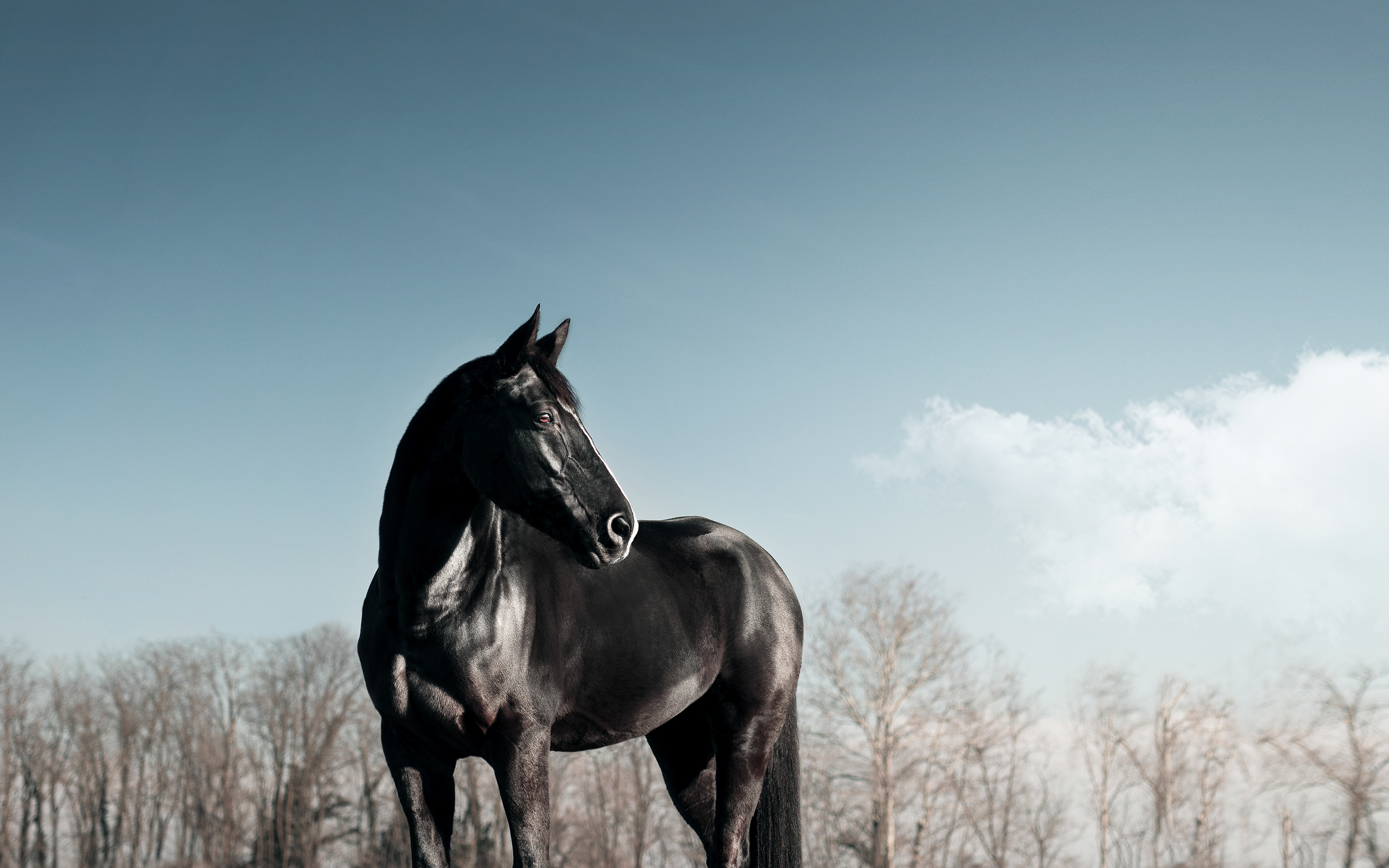 black, horse