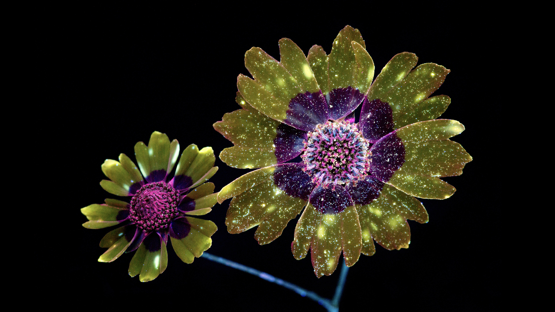 macos, mojave, flowers