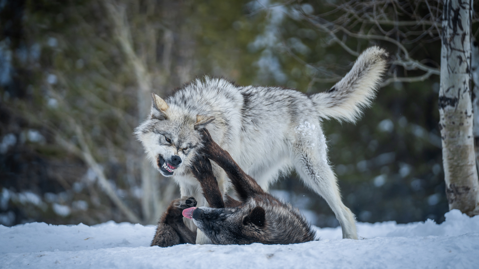Схватка с волками