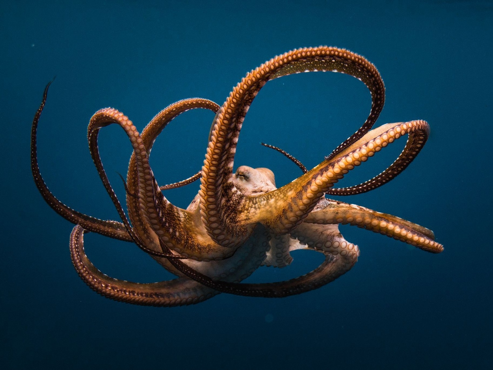 ��������, �����, �������