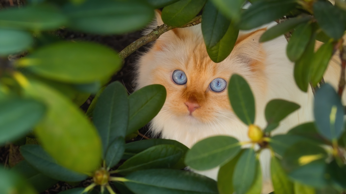 красивый, бежевый, голубоглазый, кот, в, зеленых, листьях