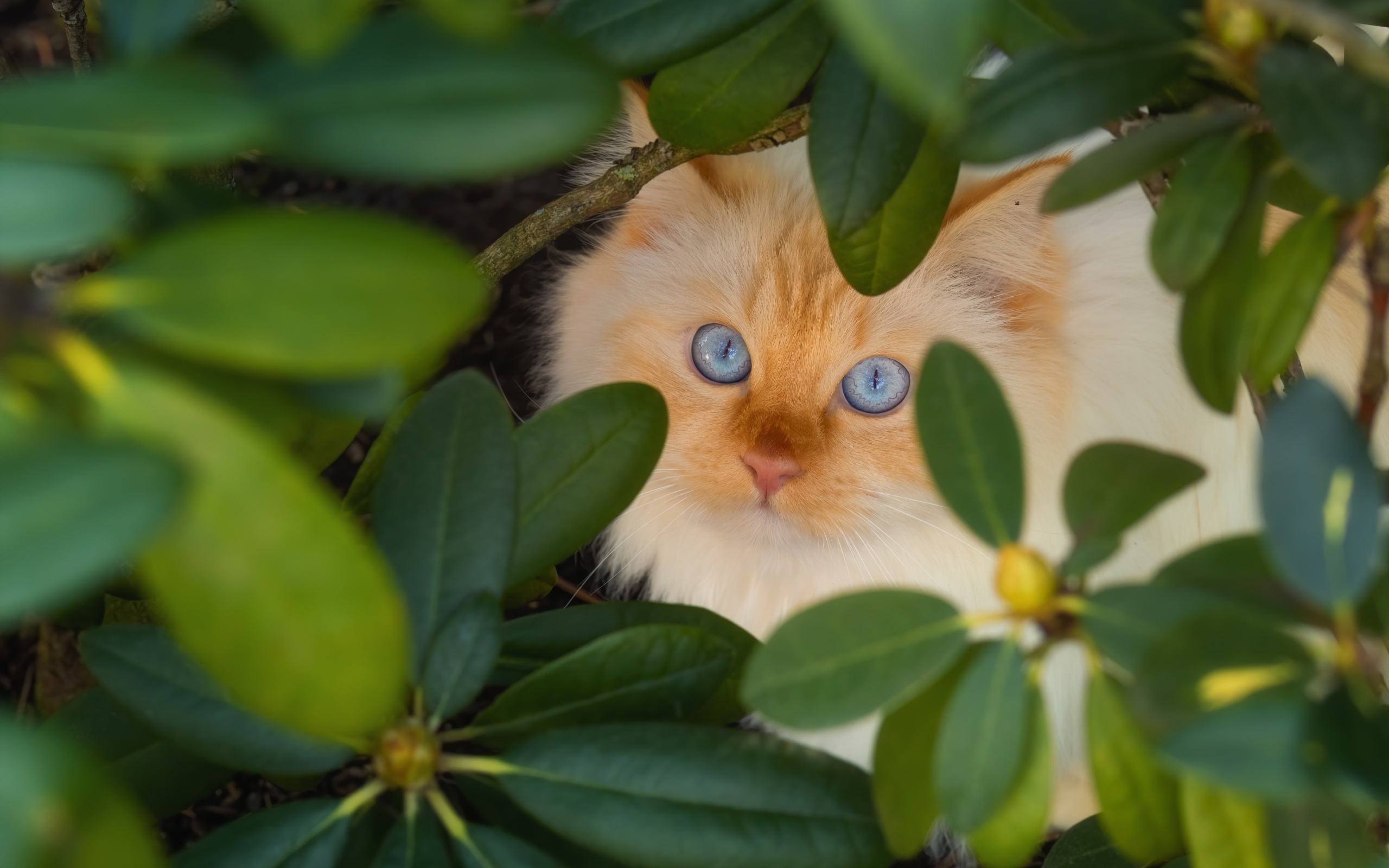 красивый, бежевый, голубоглазый, кот, в, зеленых, листьях