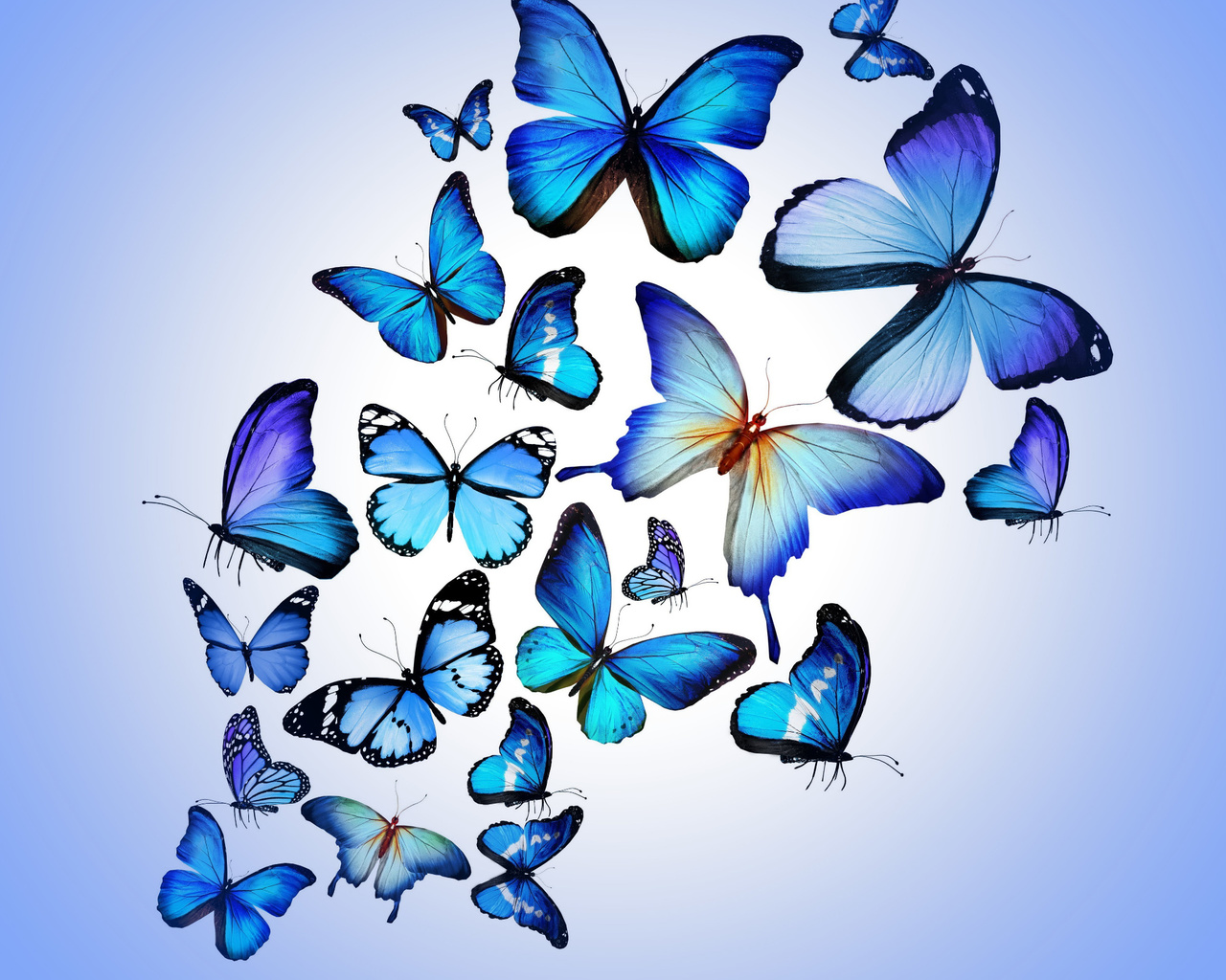 blue, butterflies, butterfly, colorful, blue, drawing, art, beautiful, hd, wallpaper