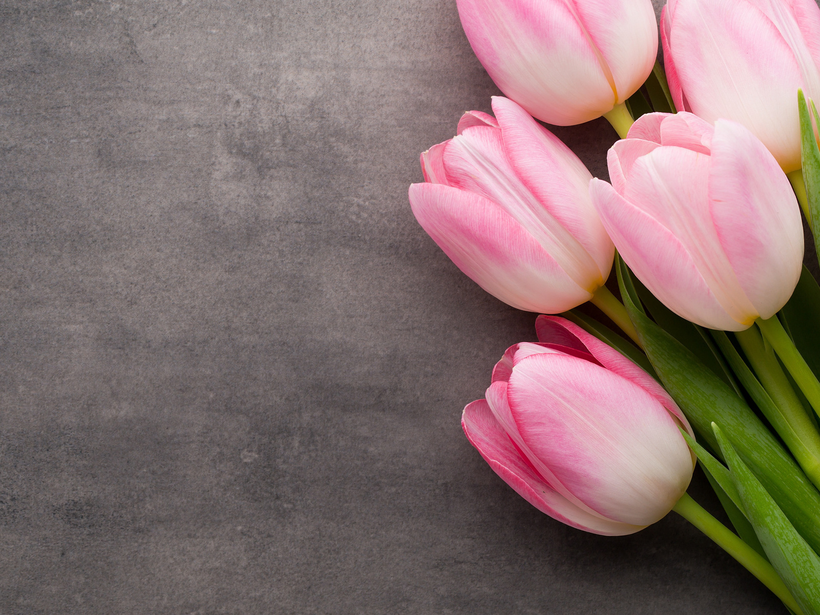 bundle, of, pink, tulip, flowers, bouquet, tulips, pink, fresh, beautiful, hd, wallpaper