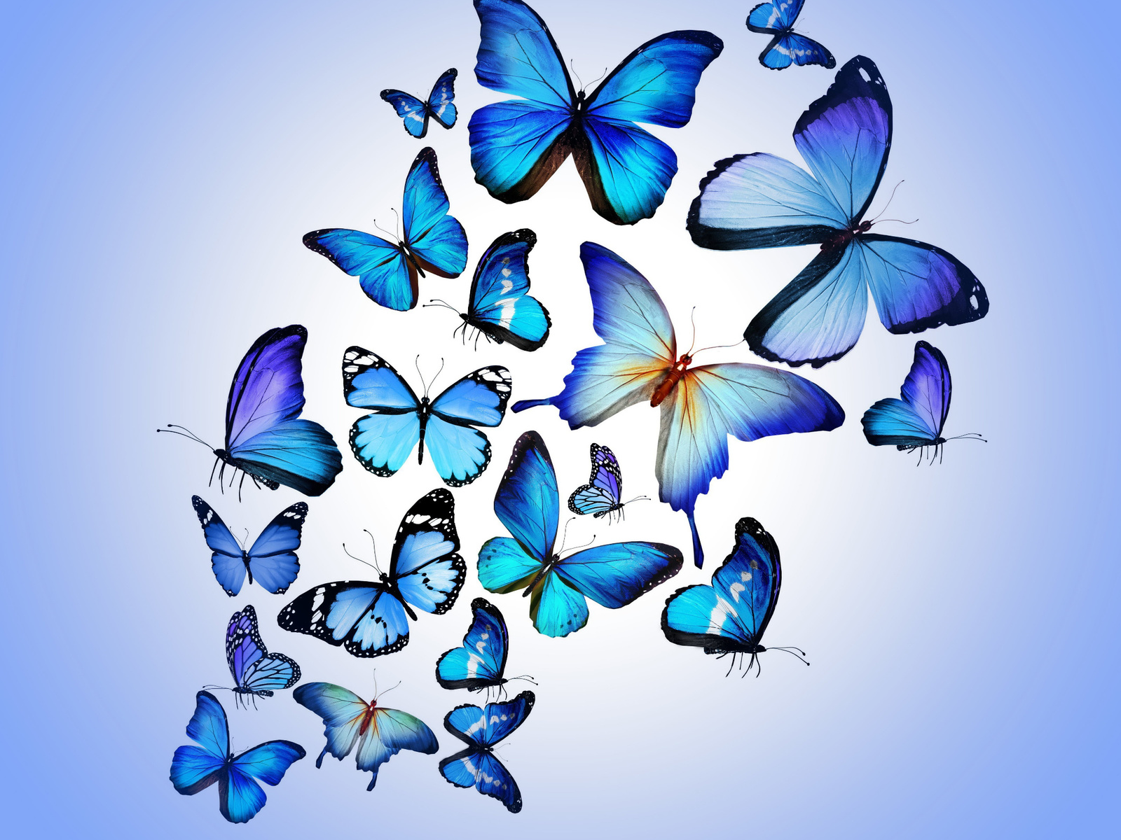 blue, butterflies, butterfly, colorful, blue, drawing, art, beautiful, hd, wallpaper