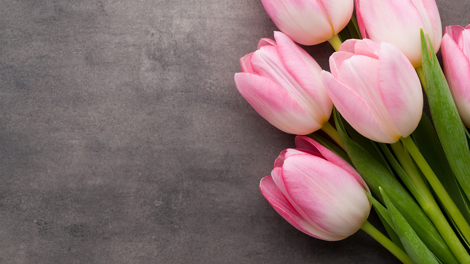 bundle, of, pink, tulip, flowers, bouquet, tulips, pink, fresh, beautiful, hd, wallpaper