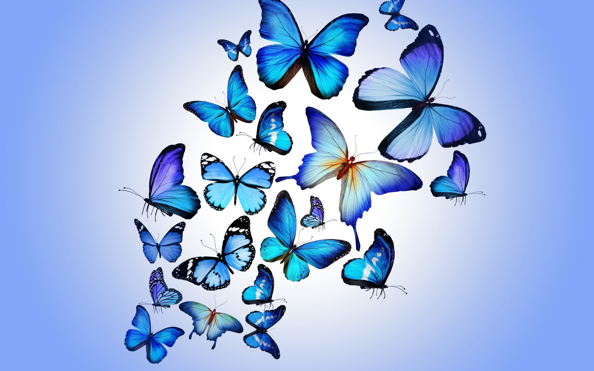 blue, butterflies, butterfly, colorful, blue, drawing, art, beautiful, hd, wallpaper