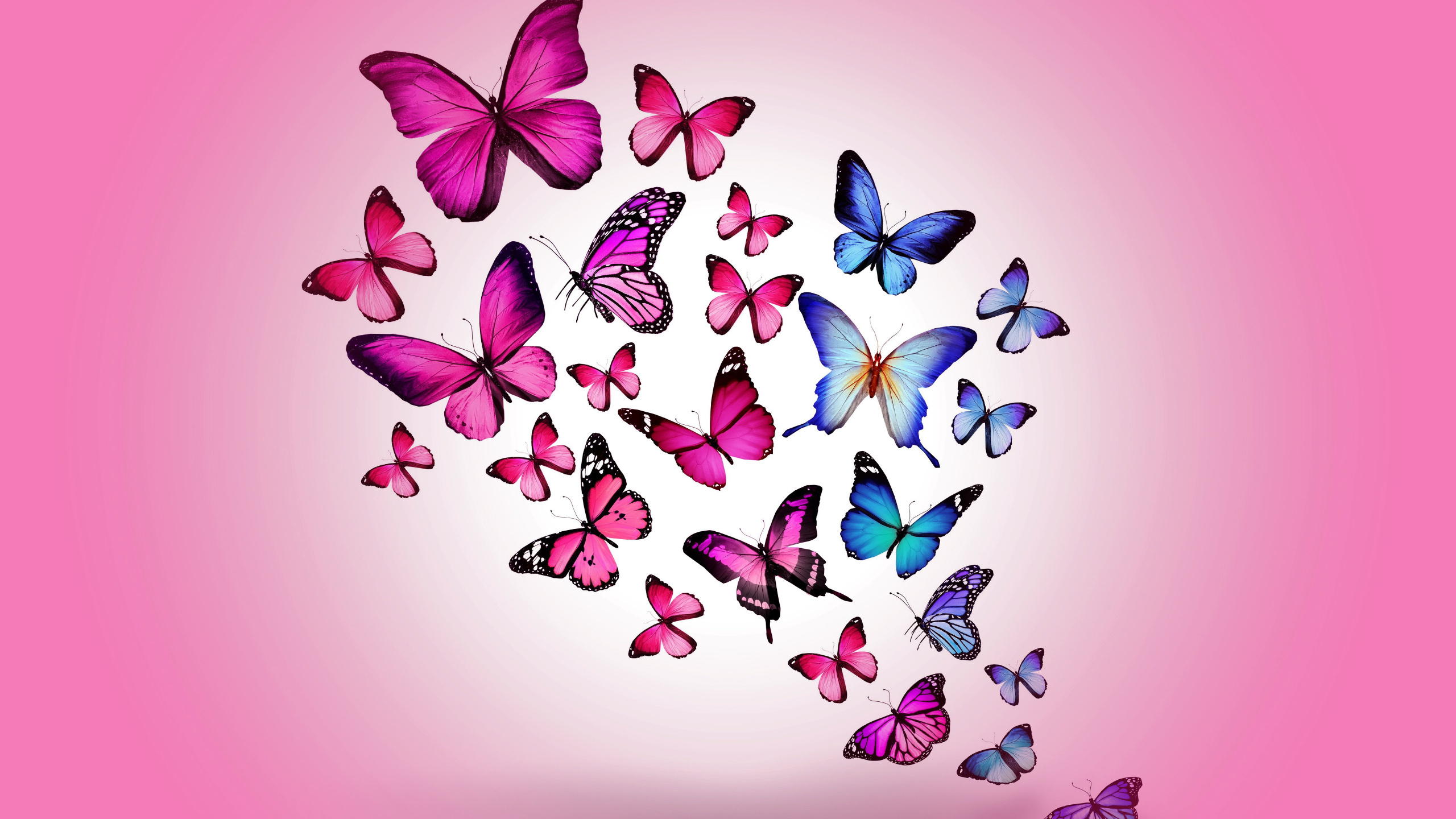 assorted, color, butterfly, wallpaper, butterfly, drawing, flying, colorful, hd, wallpaper