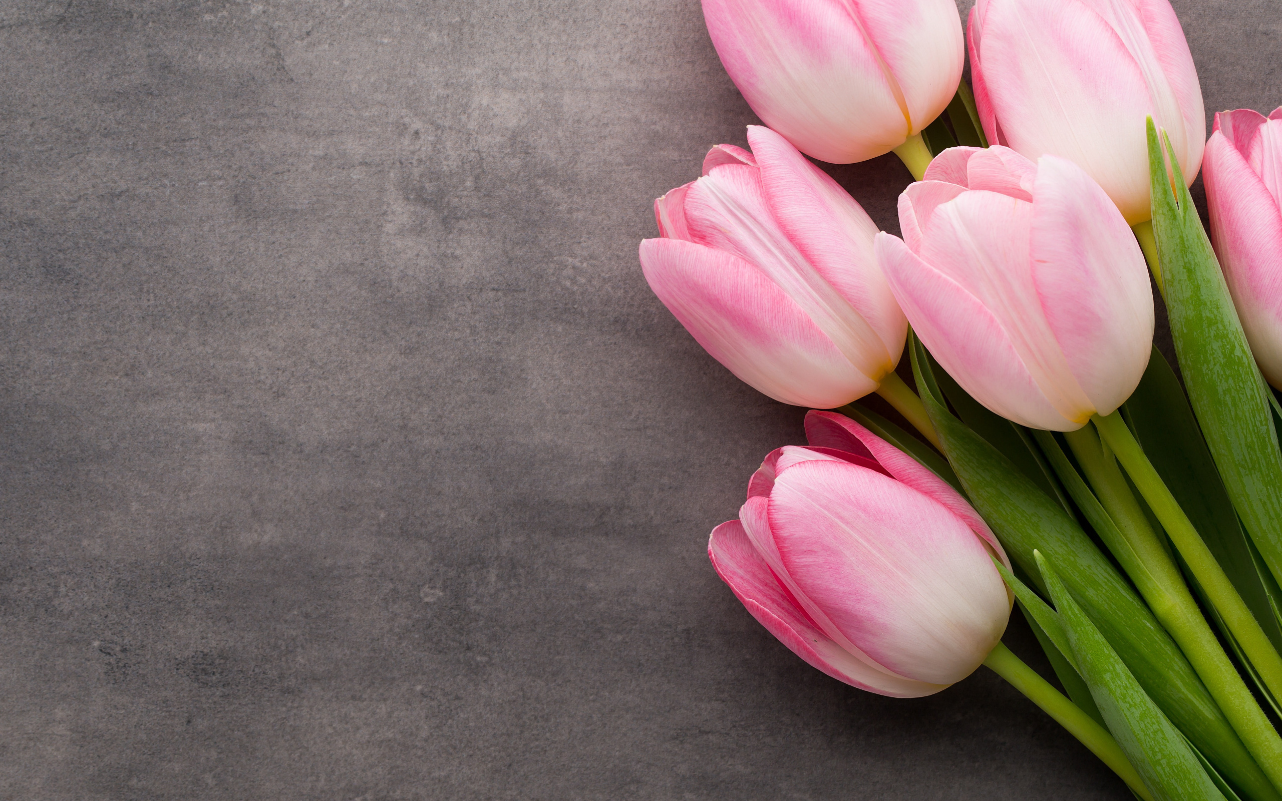 bundle, of, pink, tulip, flowers, bouquet, tulips, pink, fresh, beautiful, hd, wallpaper