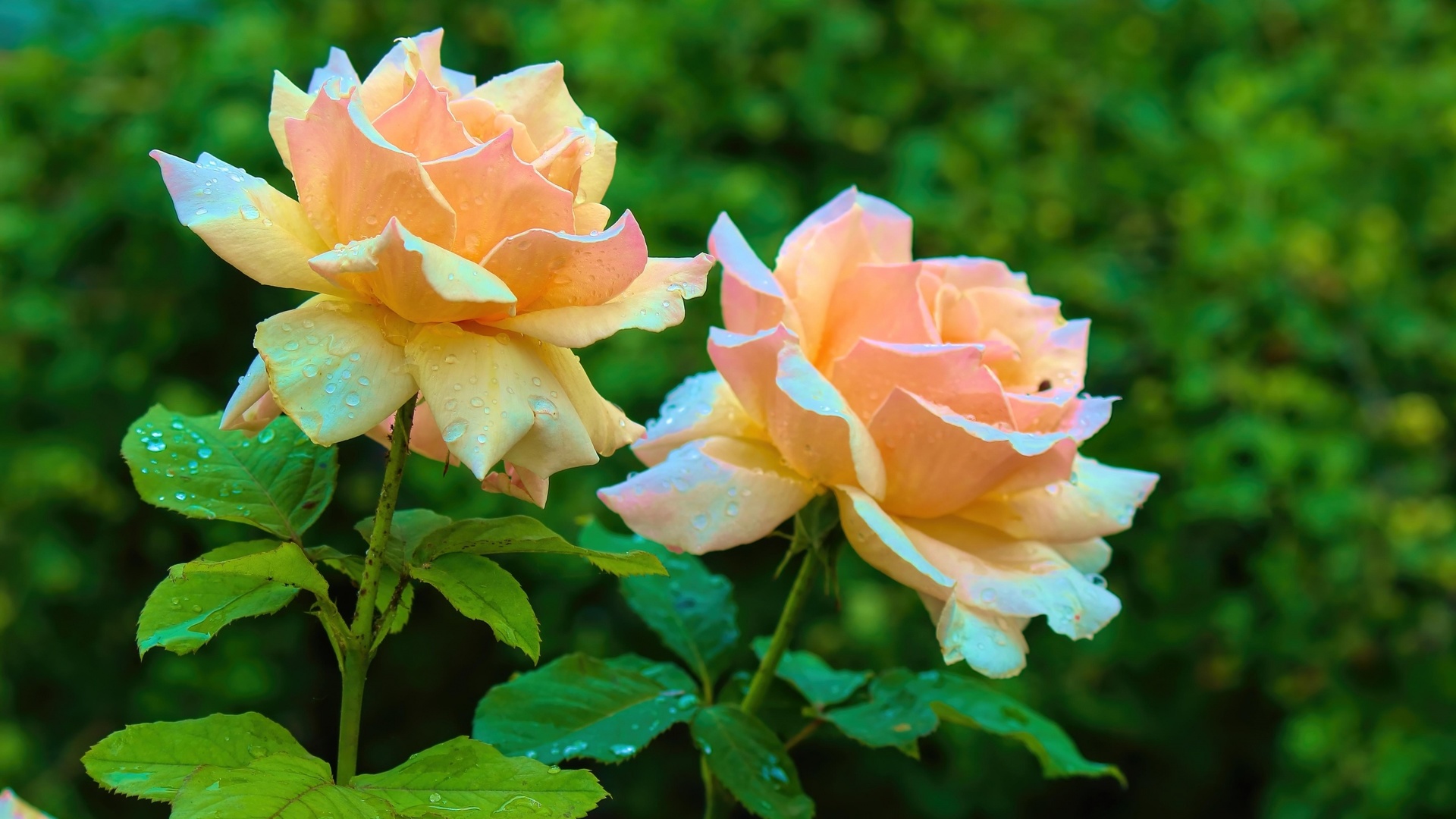 Rose Flower. Тини розе