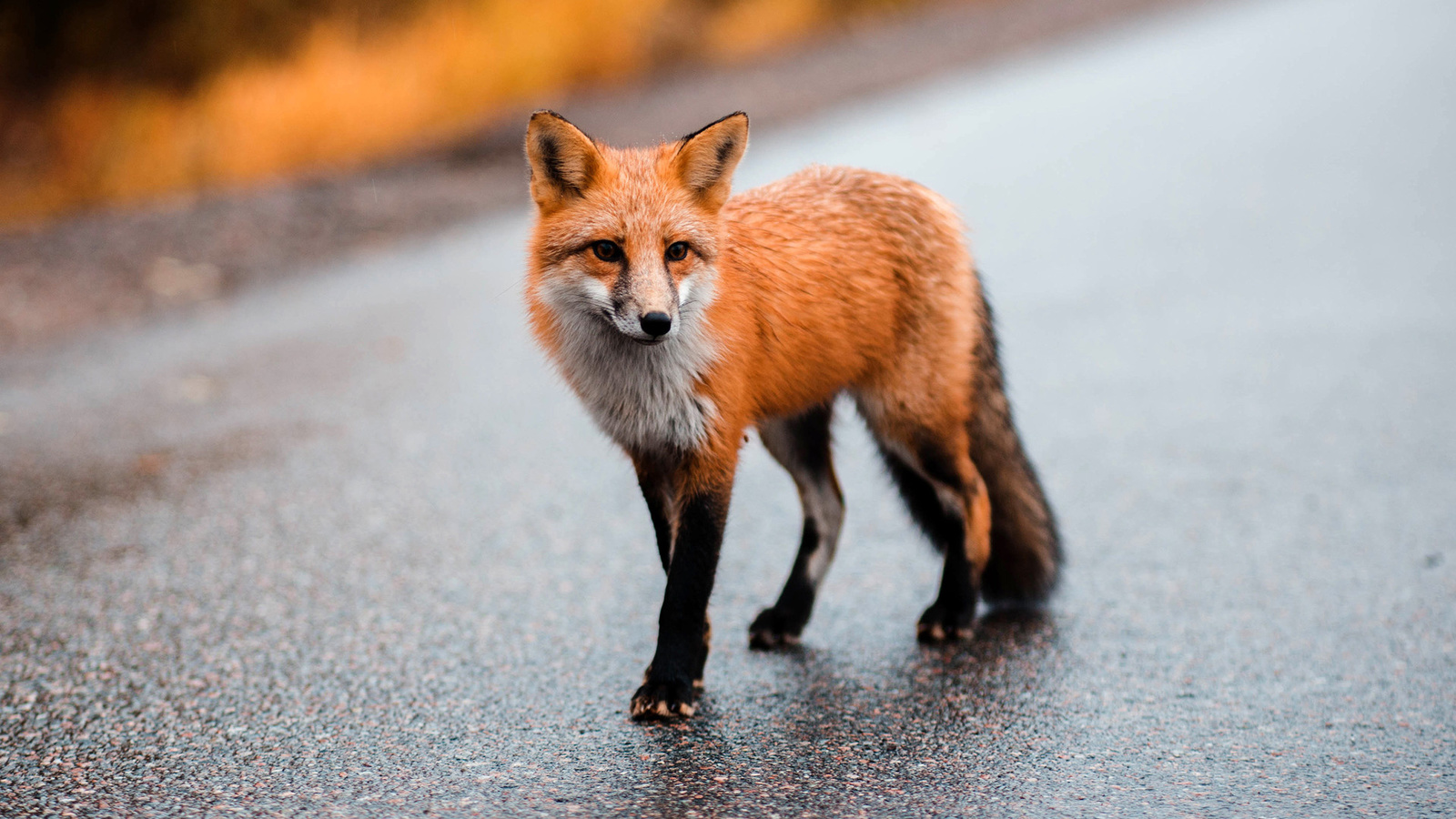 fox, animal, road