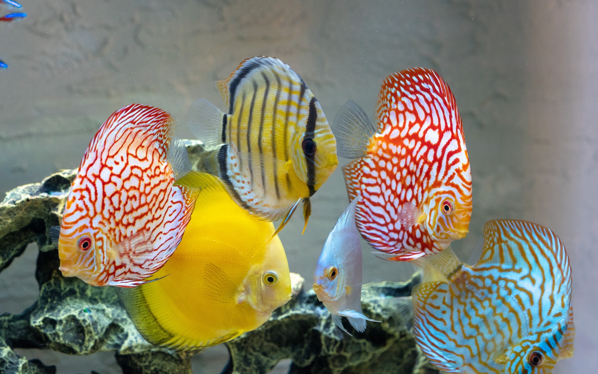 рыбки, дискус, аквариум