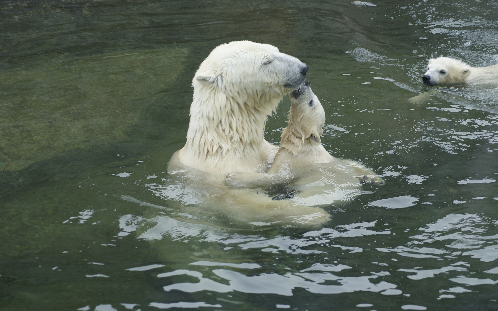 вода, белые медведи