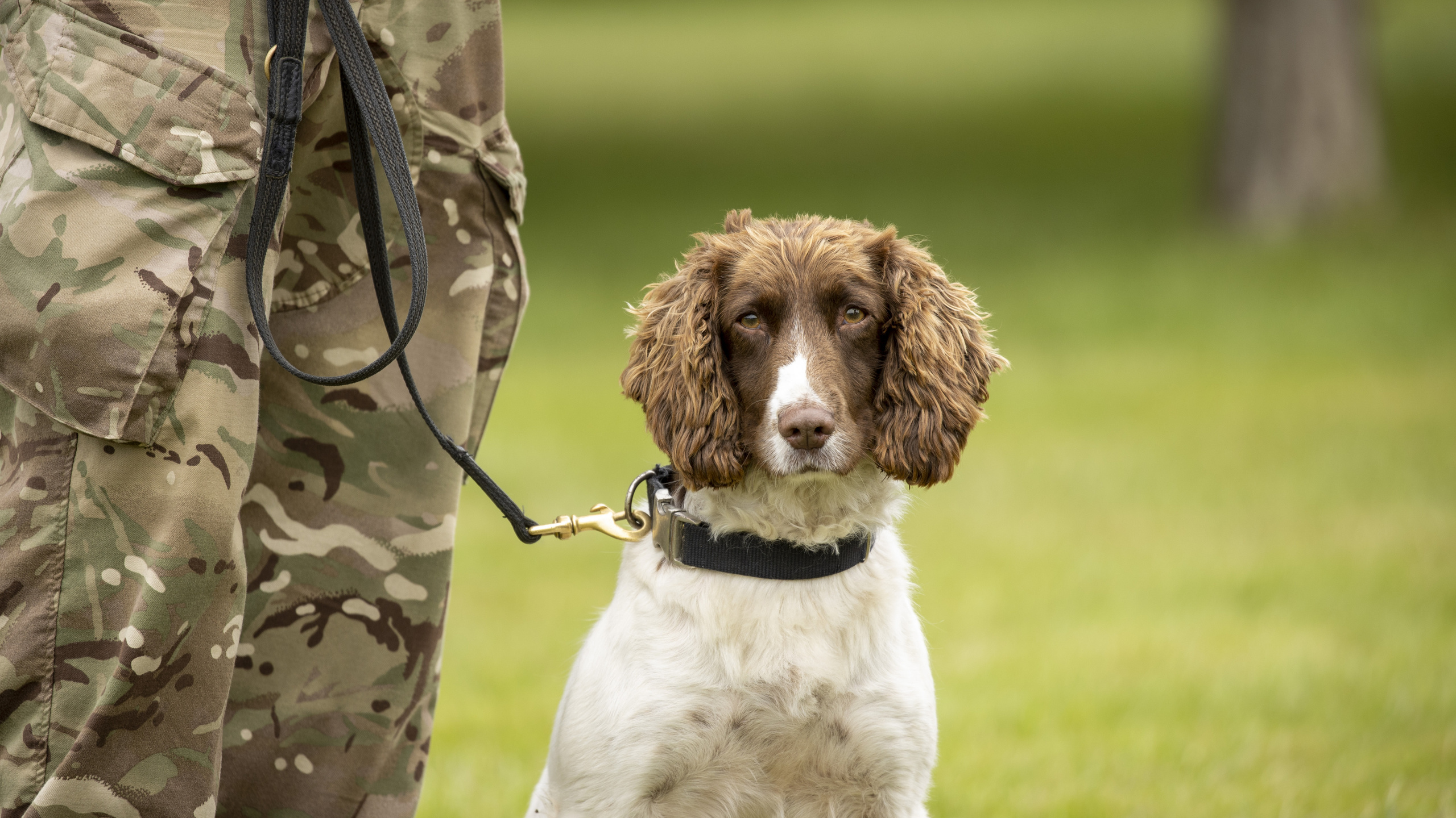 royal army veterinary corps, military working dog, british army,  ,  
