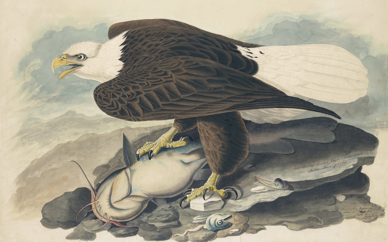 white headed eagle,  ,   , john james audubon,  , north america