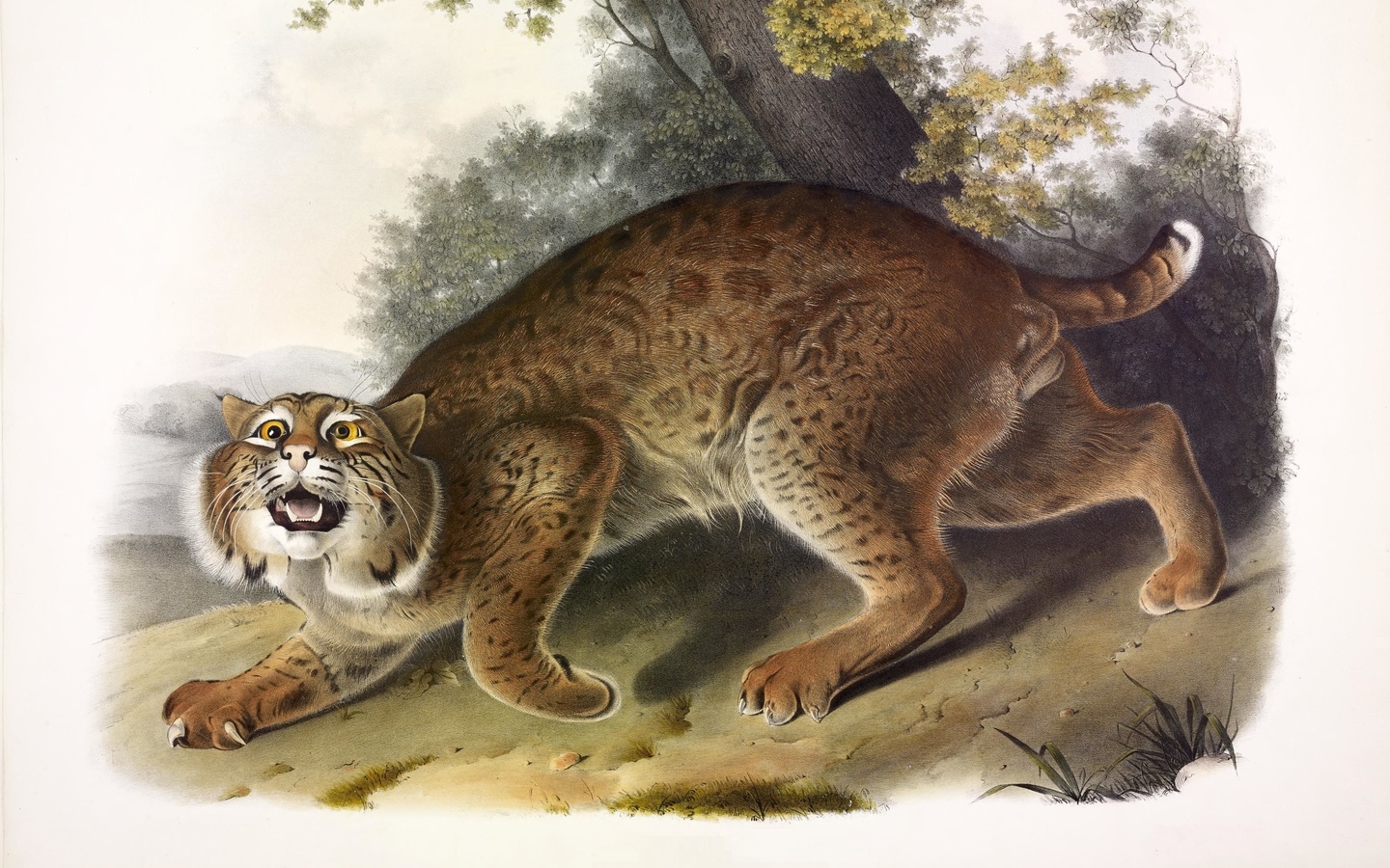 common american wild cat,  , lynx rufus,  , john james audubon,   