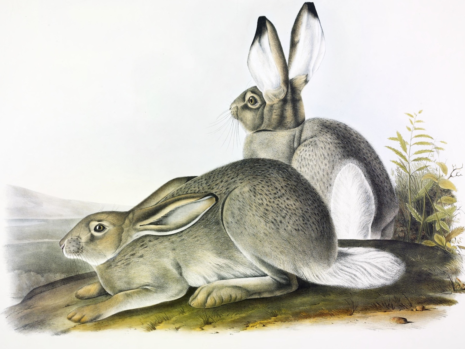 lepus townsendii,  , north america,  , john james audubon,   