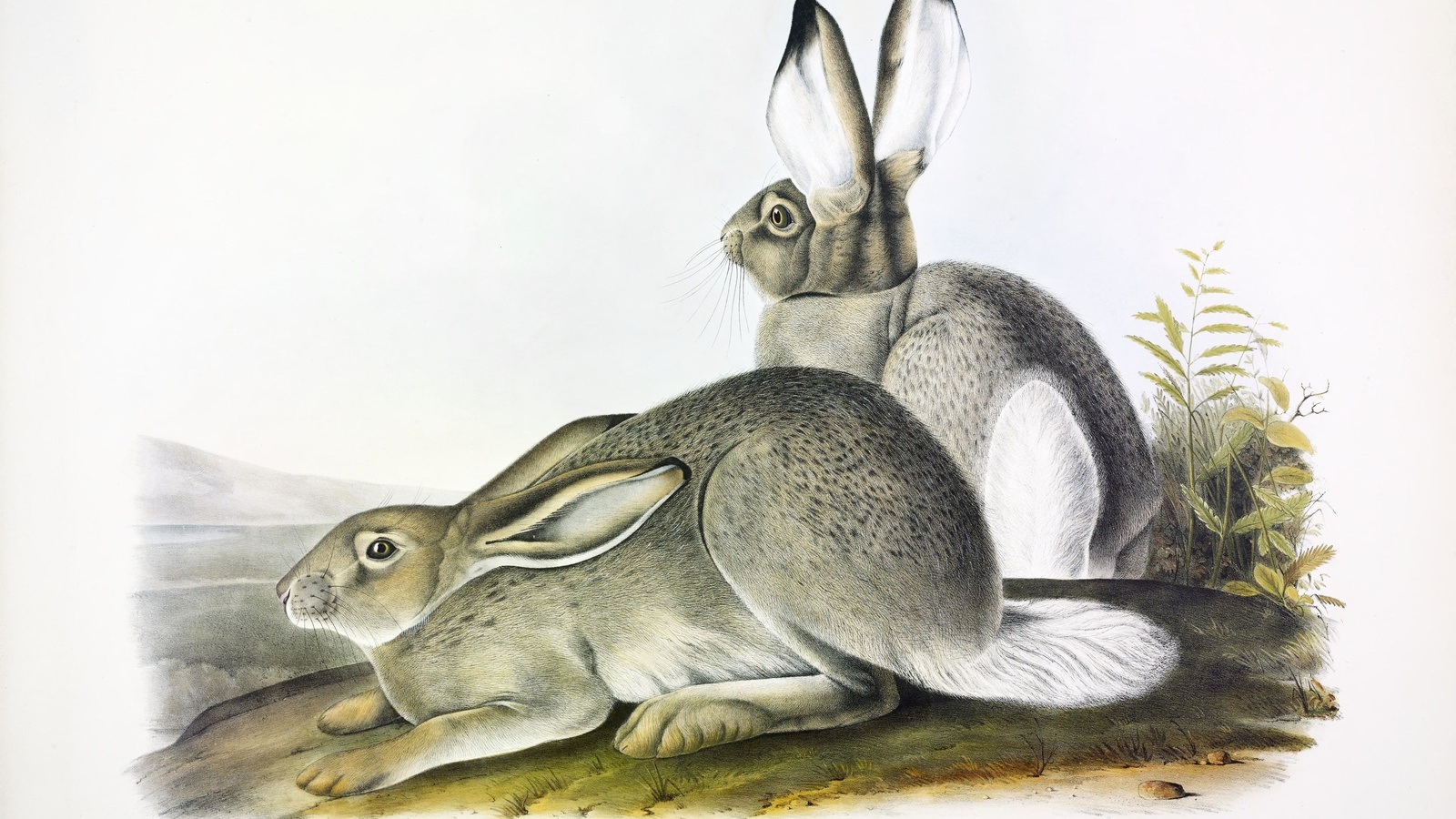 lepus townsendii,  , north america,  , john james audubon,   