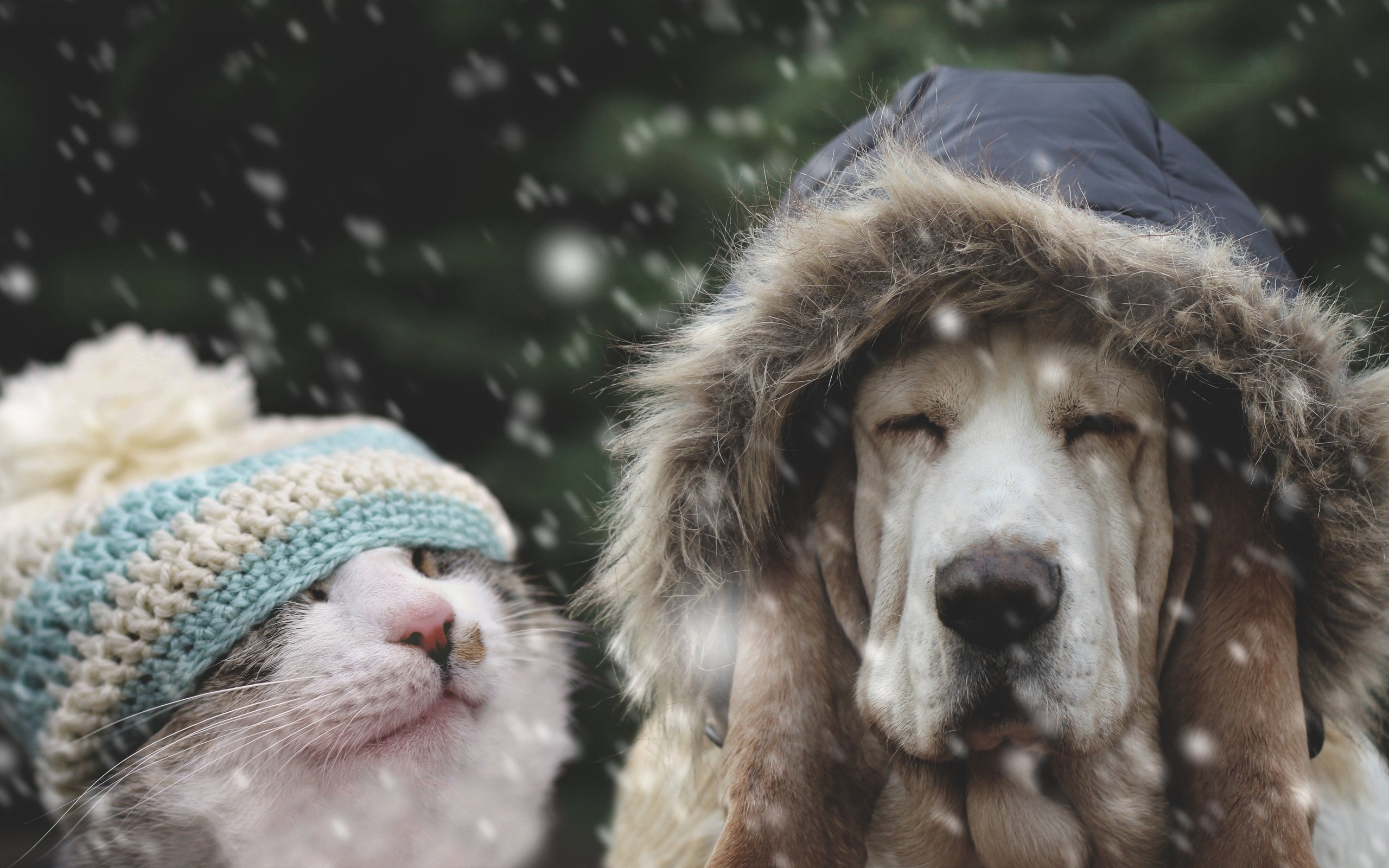  , pets, winter weather, furry friends,  