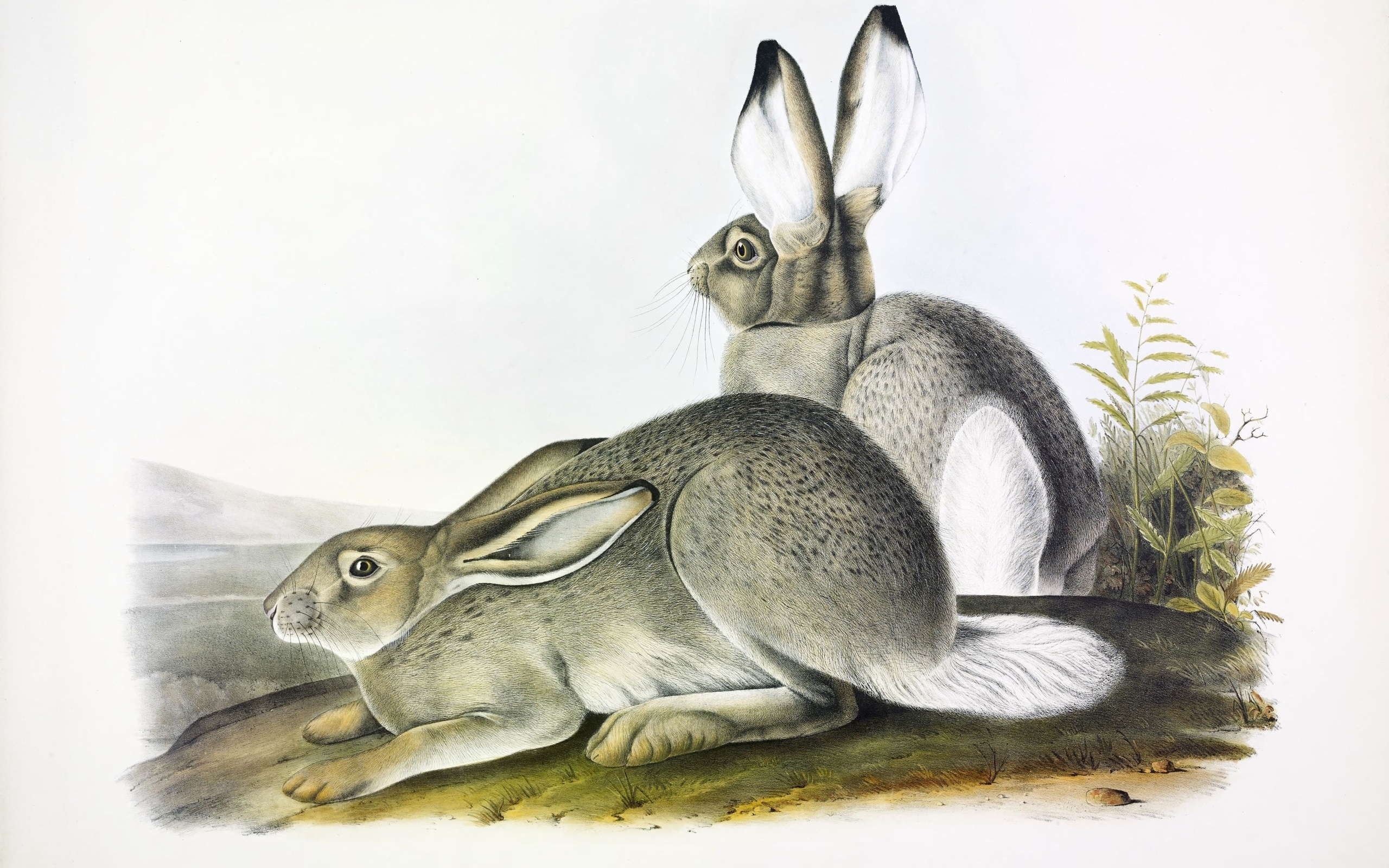 lepus townsendii,  , north america,  , john james audubon,   