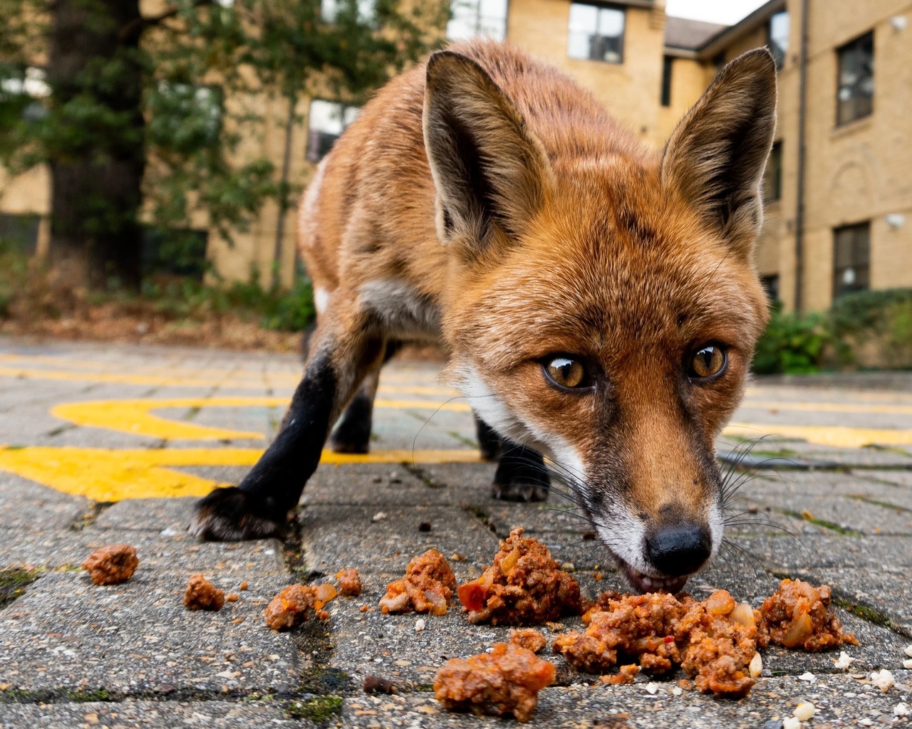 red fox, london, urban fox, british wildlife