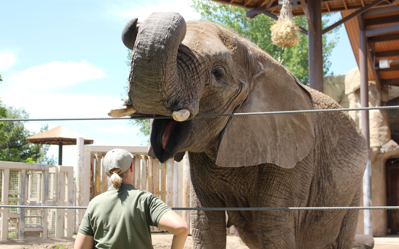 zoo, african elephant, salt lake city, utah