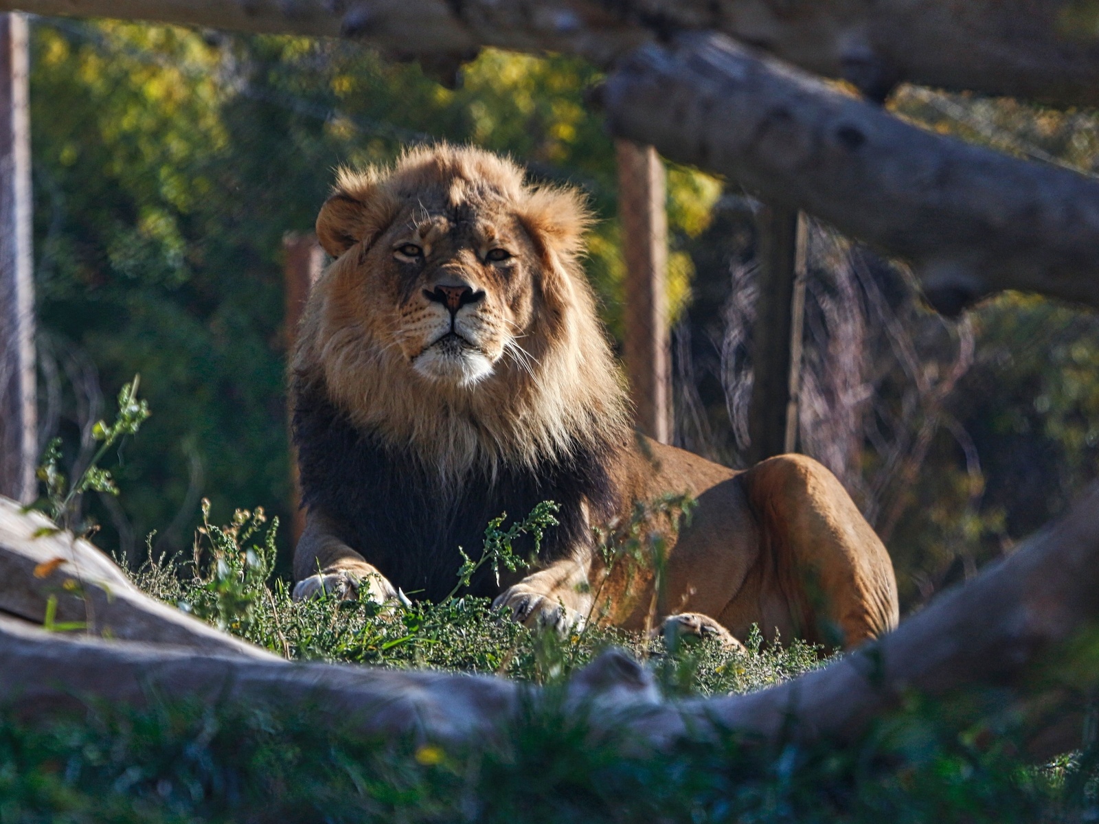 zoo, african savanna, king of beasts, african lion