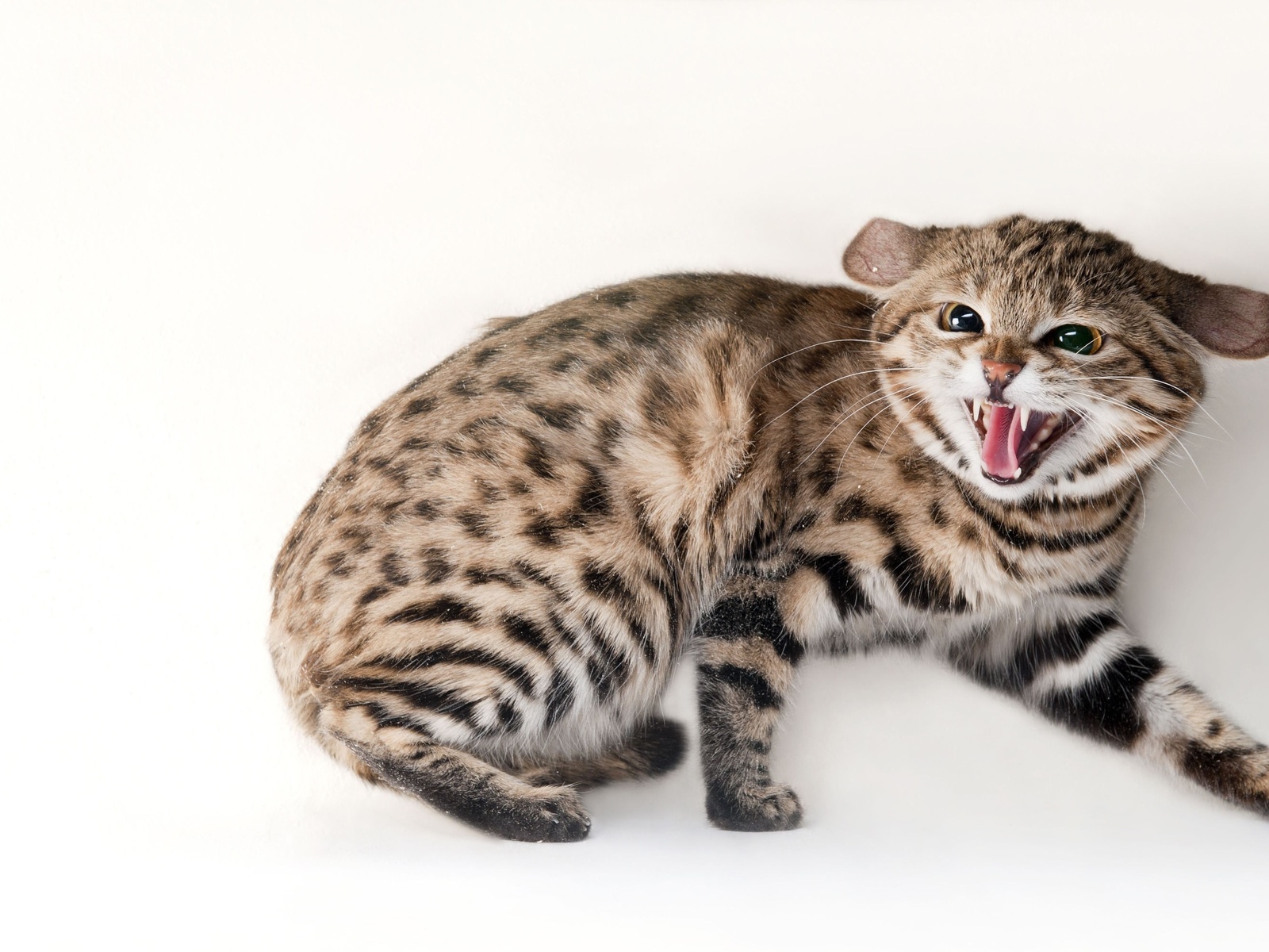 omaha zoo, black footed cat, omaha, nebraska, felis nigripes