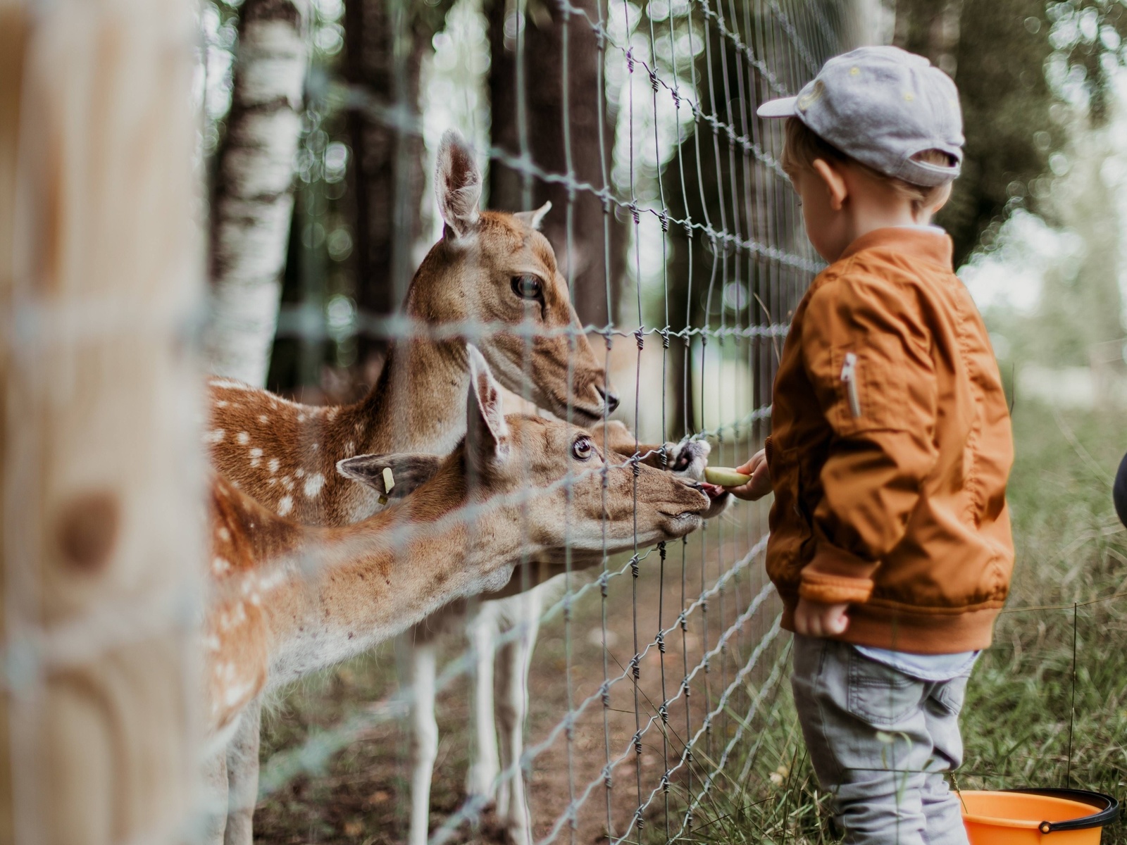 zoo, animals, family, boy