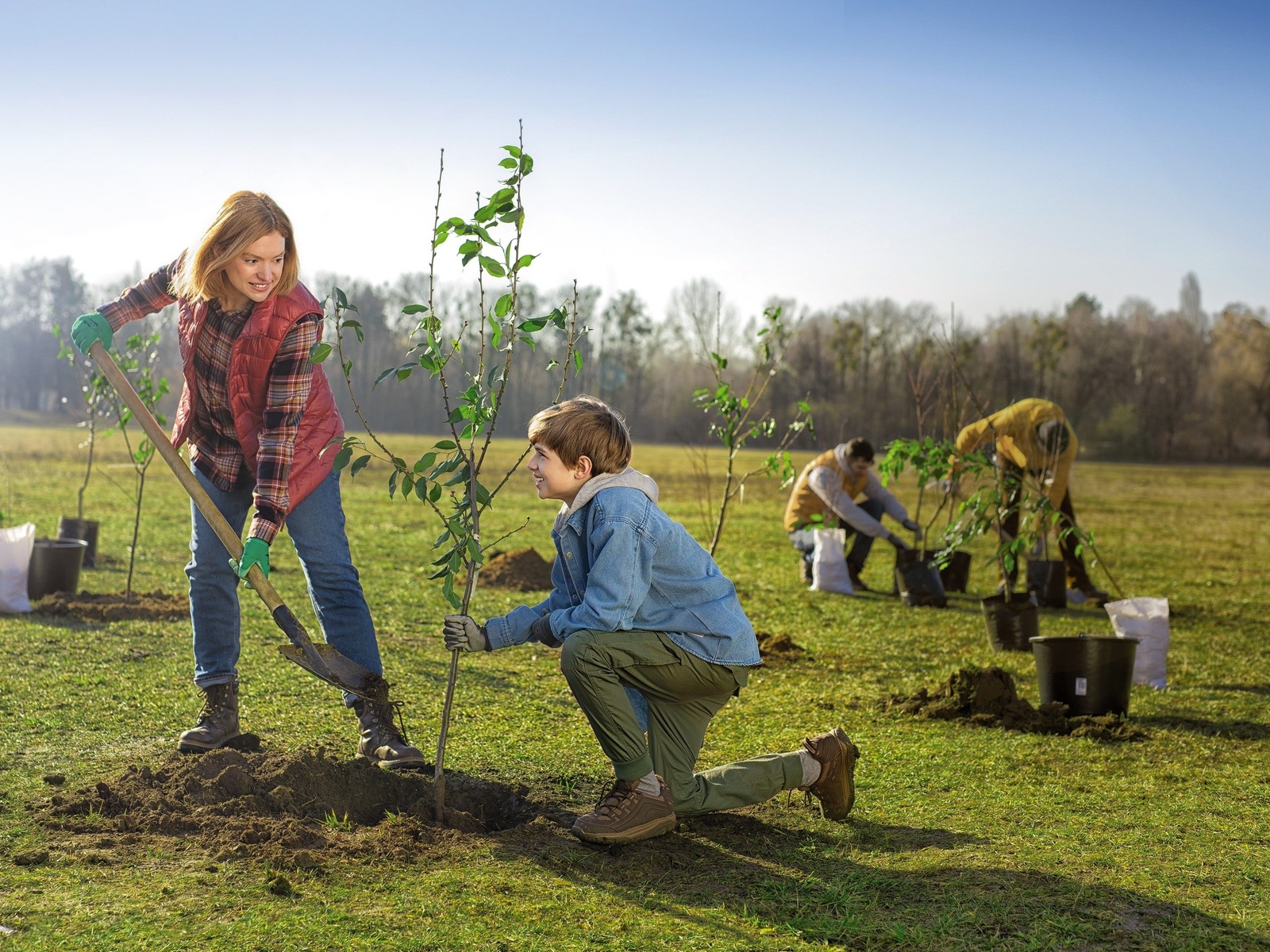 trees, society, planting, spring