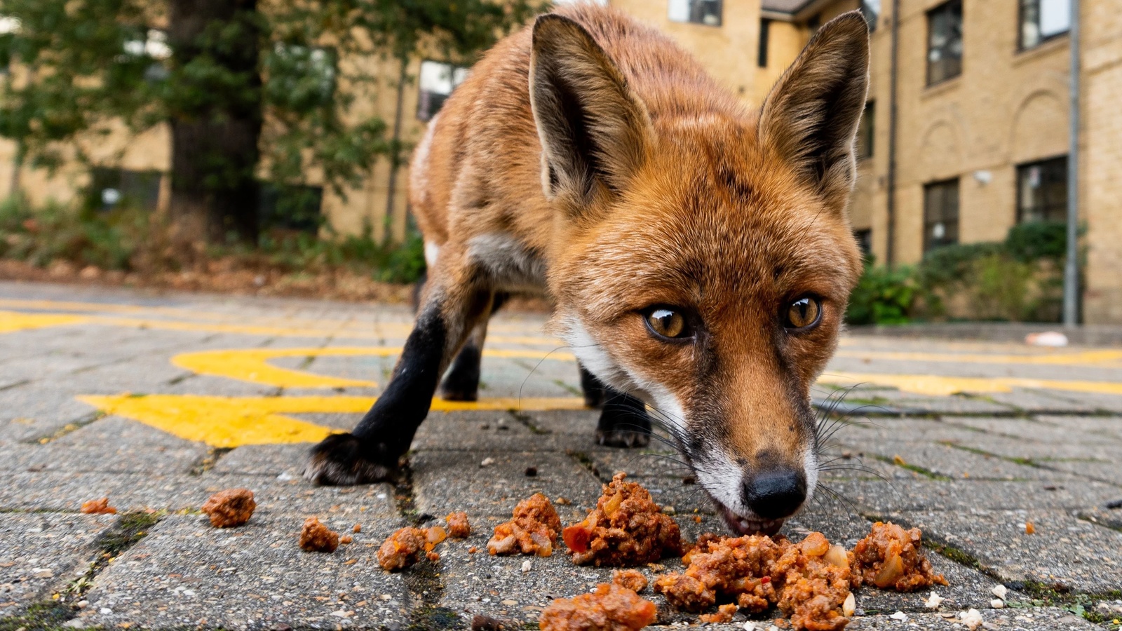 red fox, london, urban fox, british wildlife