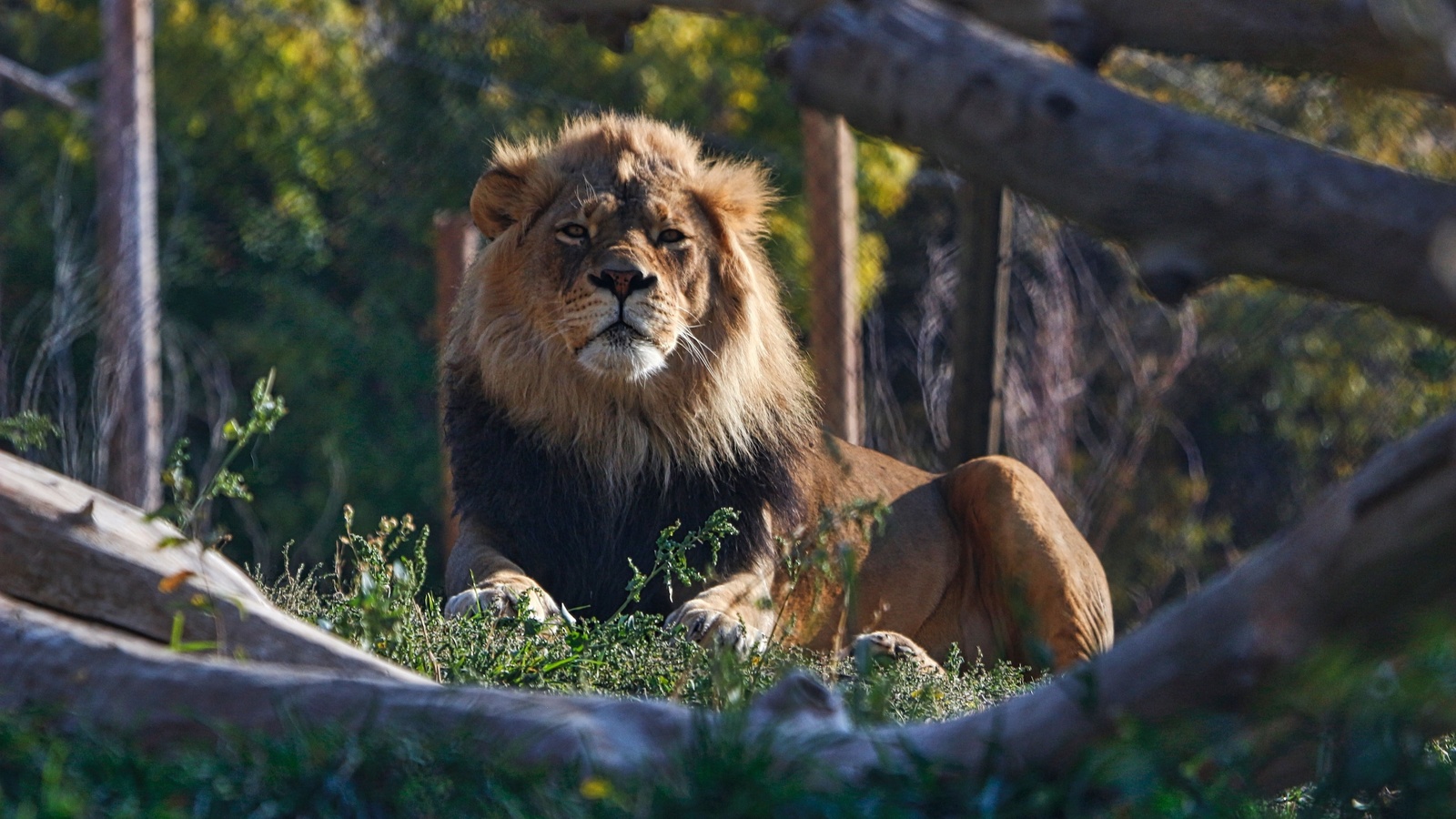 zoo, african savanna, king of beasts, african lion