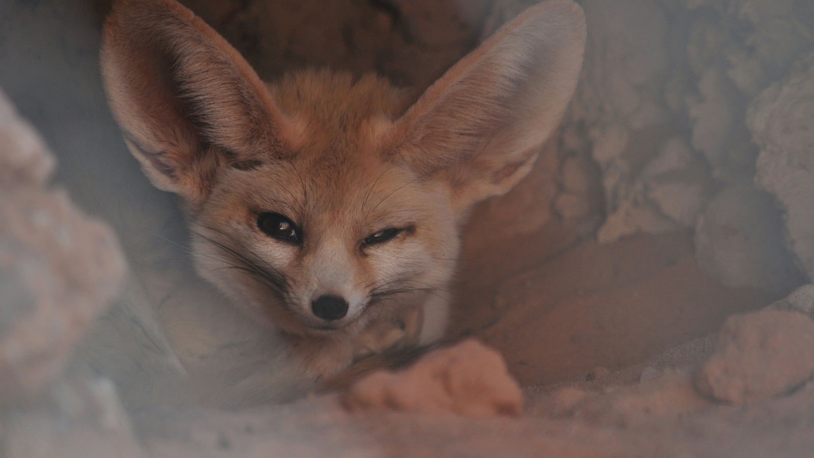 fennec fox, western sahara, small crepuscular fox