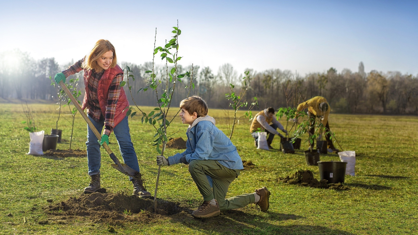 trees, society, planting, spring