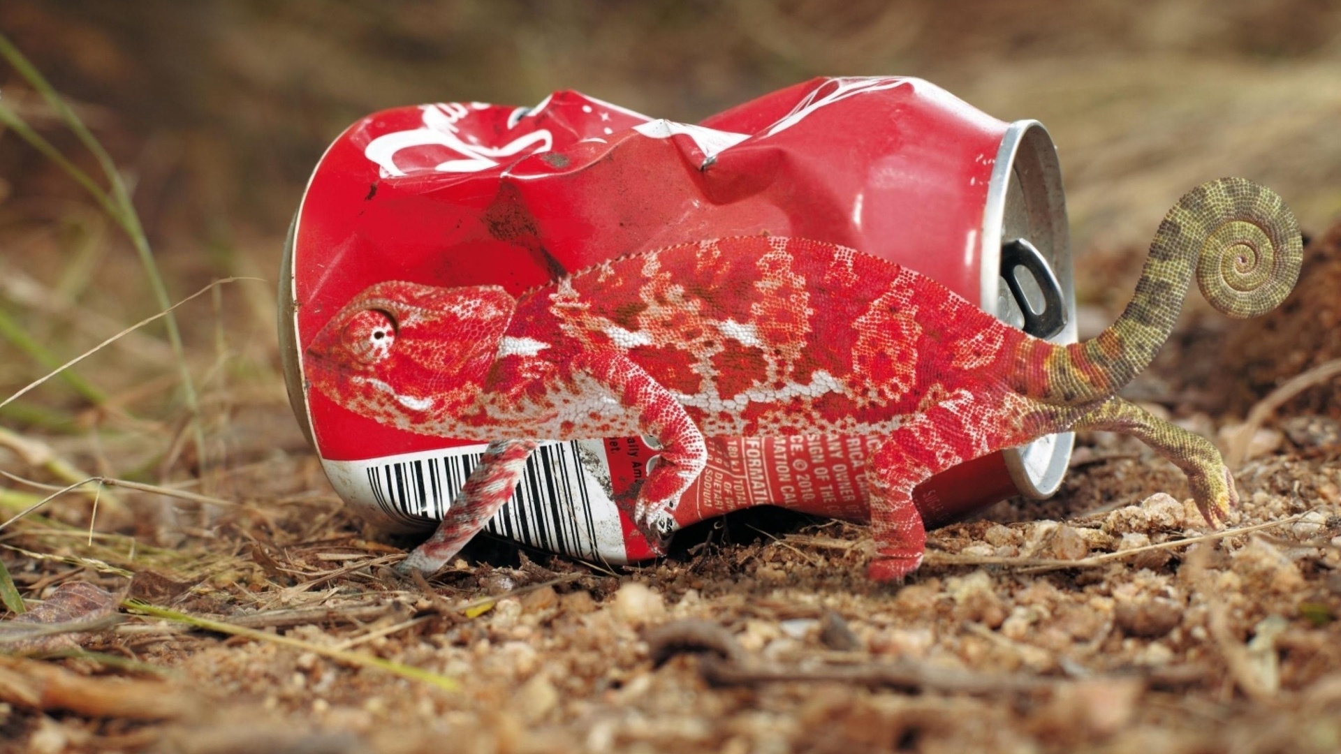     ,   , chameleon, anti litter campaign, animals cant be recycled, please dont litter