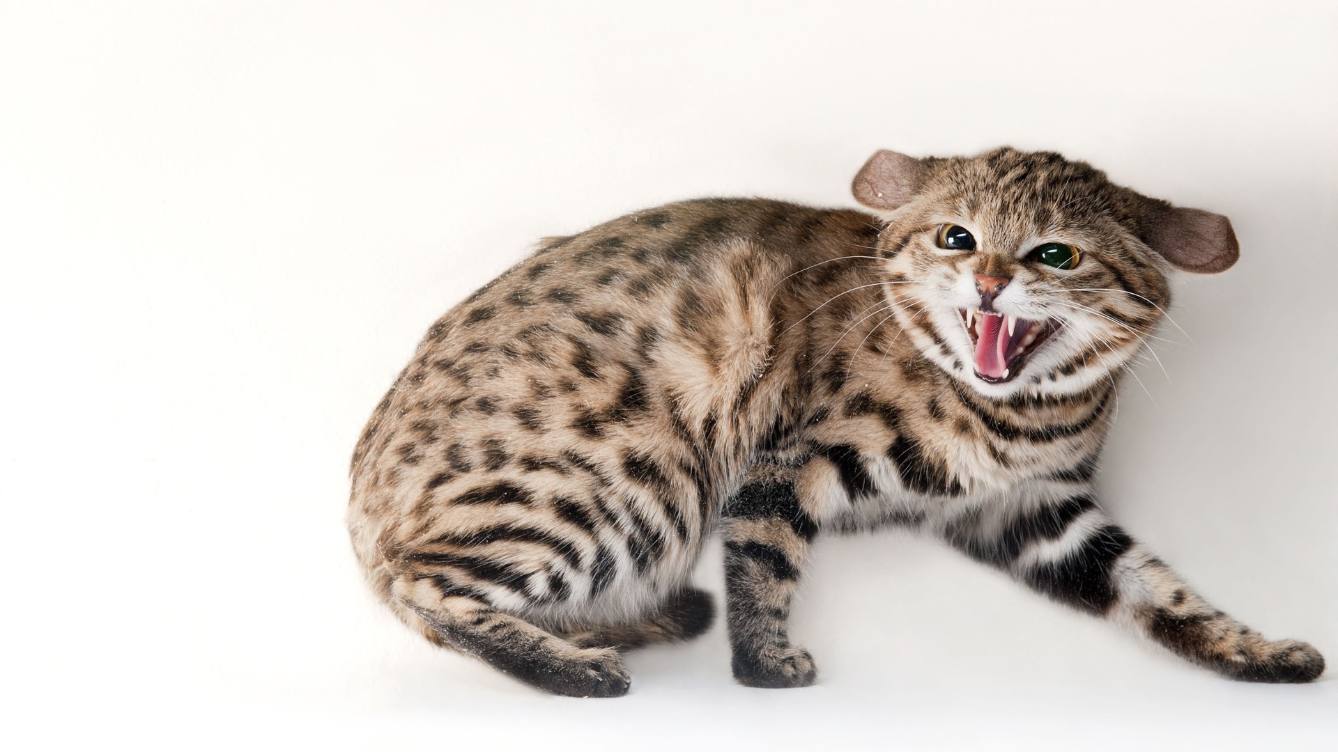 omaha zoo, black footed cat, omaha, nebraska, felis nigripes