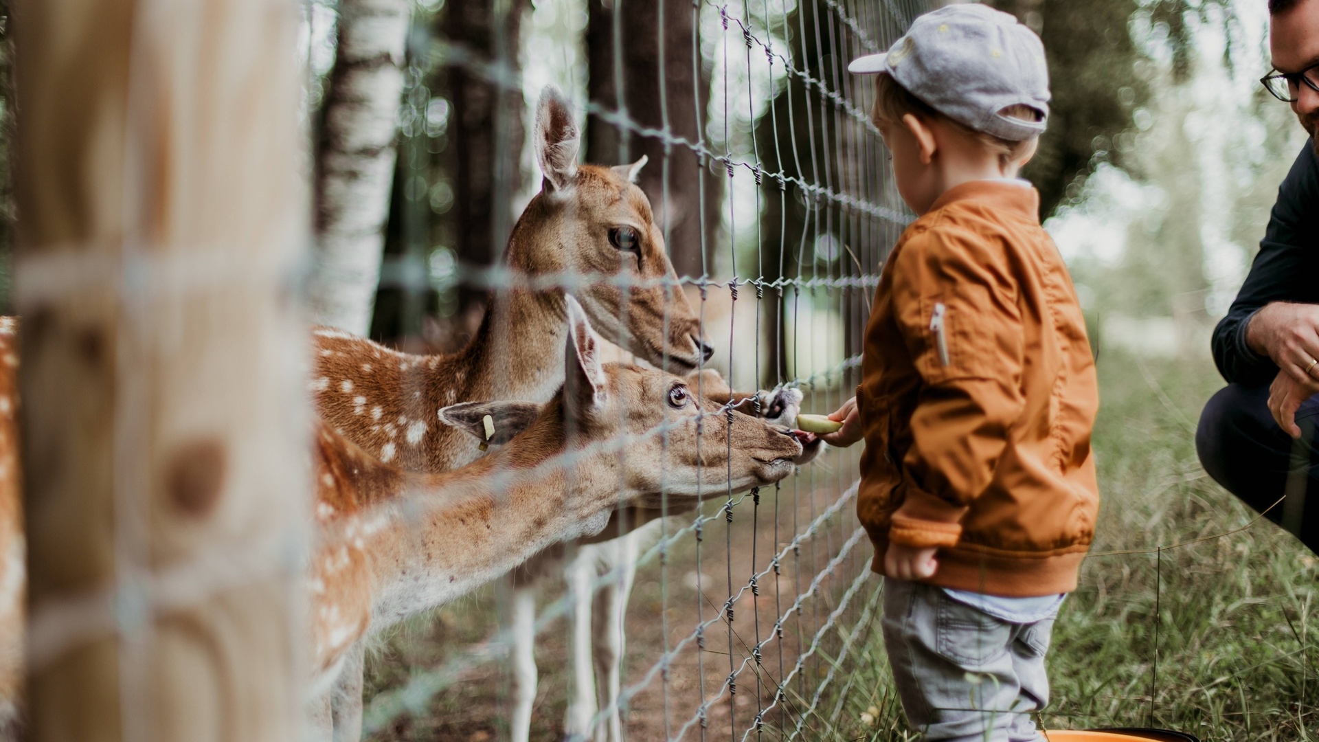 zoo, animals, family, boy