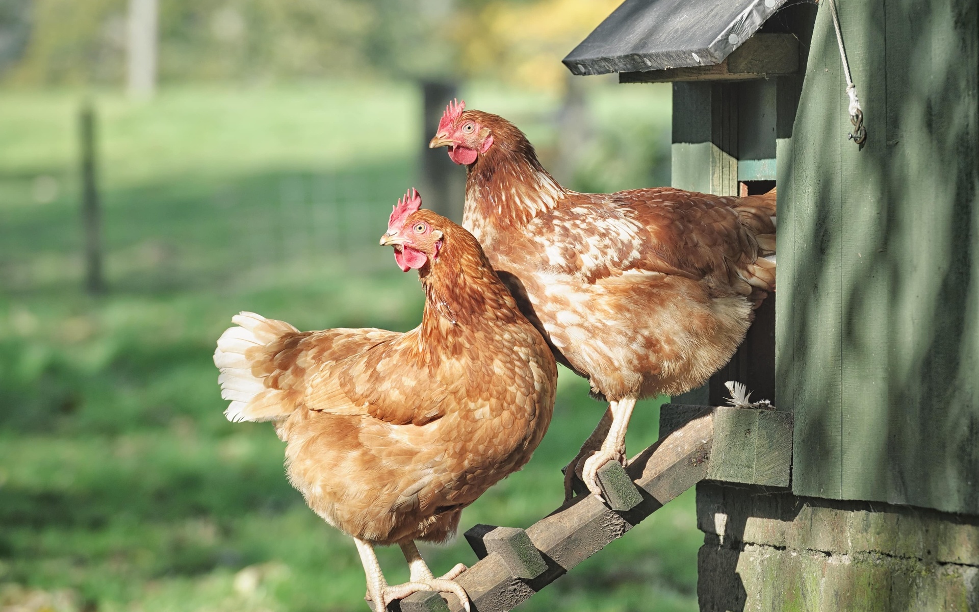 , backyard chickens, wooden ladder, henhouse