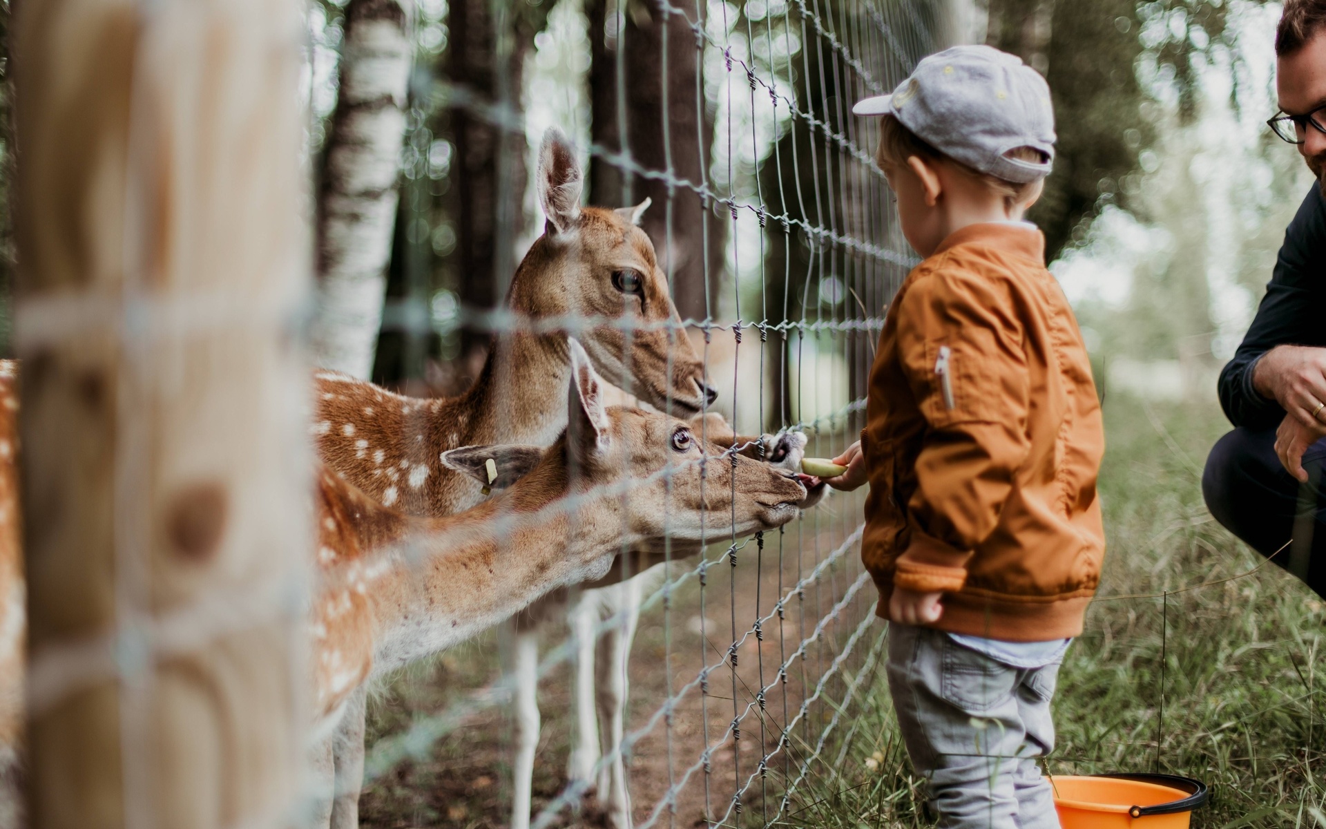 zoo, animals, family, boy