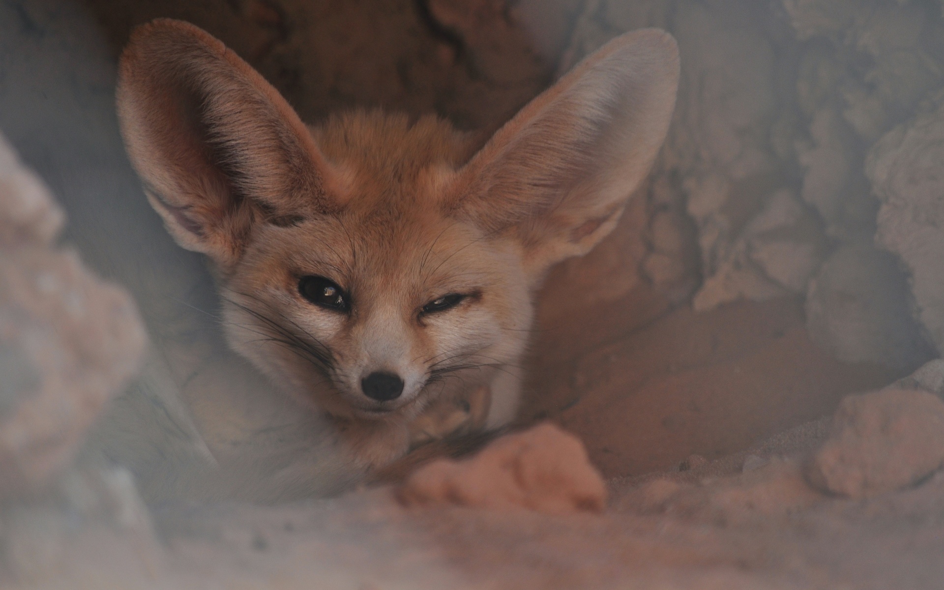 fennec fox, western sahara, small crepuscular fox