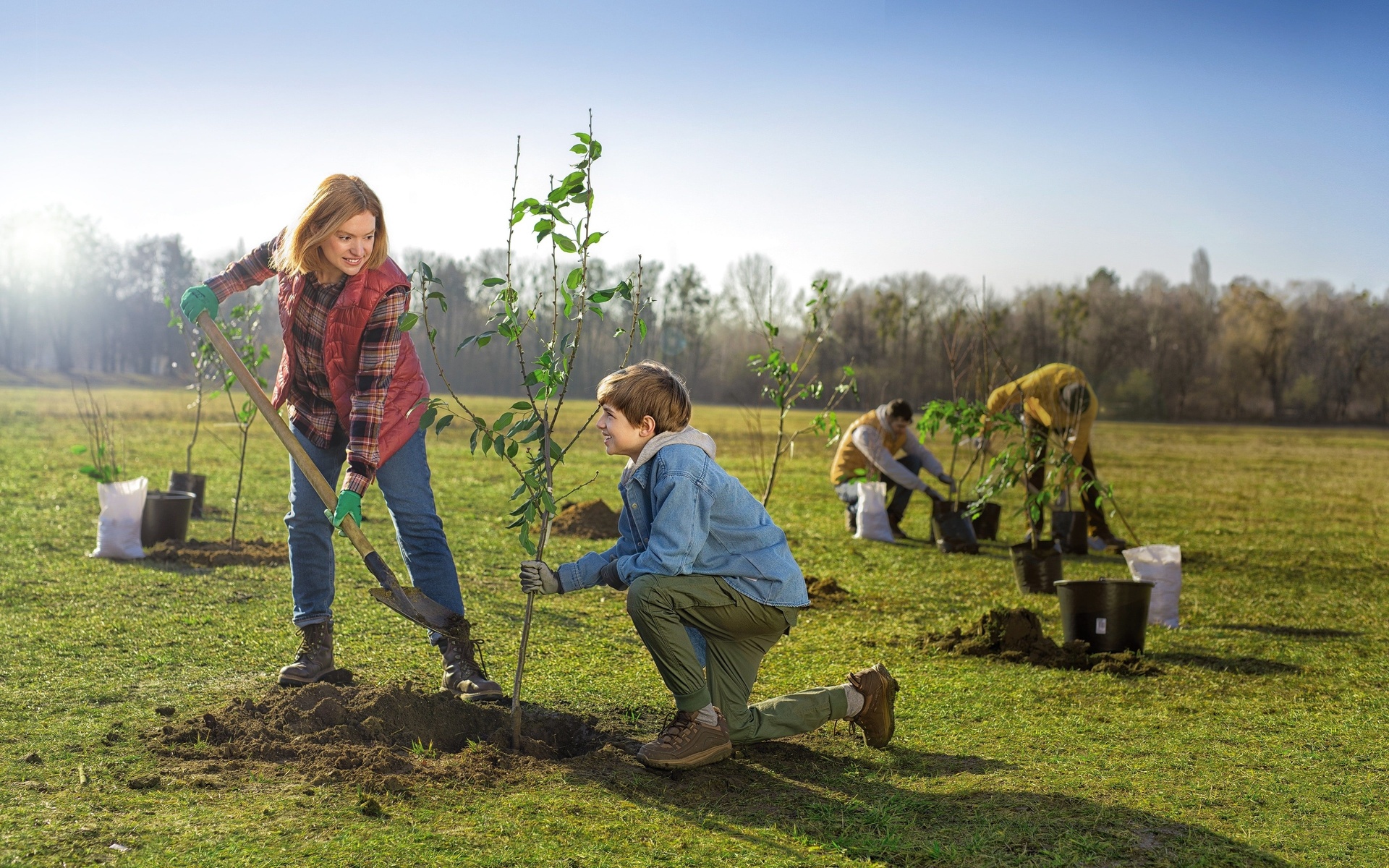 trees, society, planting, spring