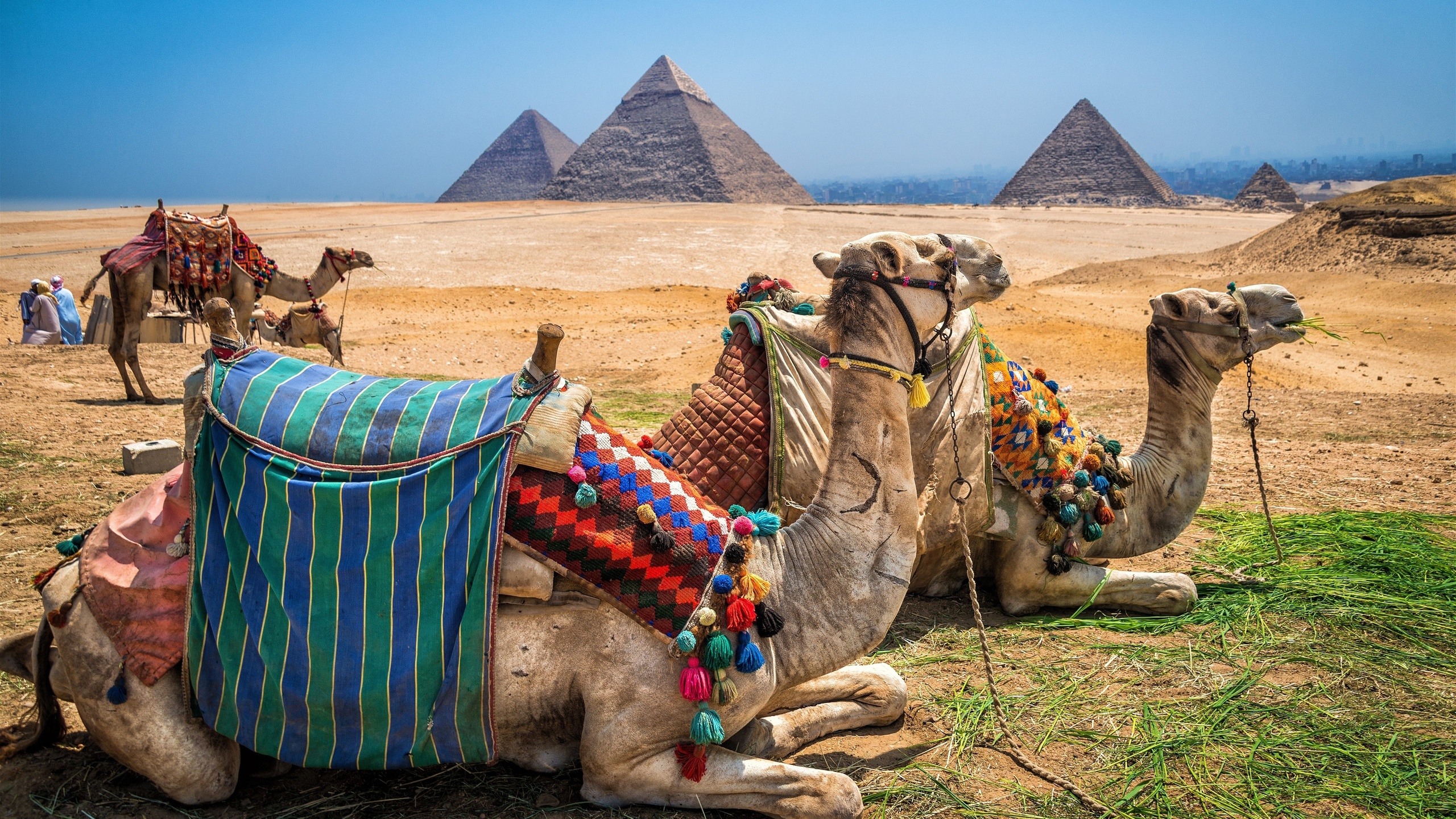  , libyan desert, , egypt,    , giza pyramid complex, camel riding