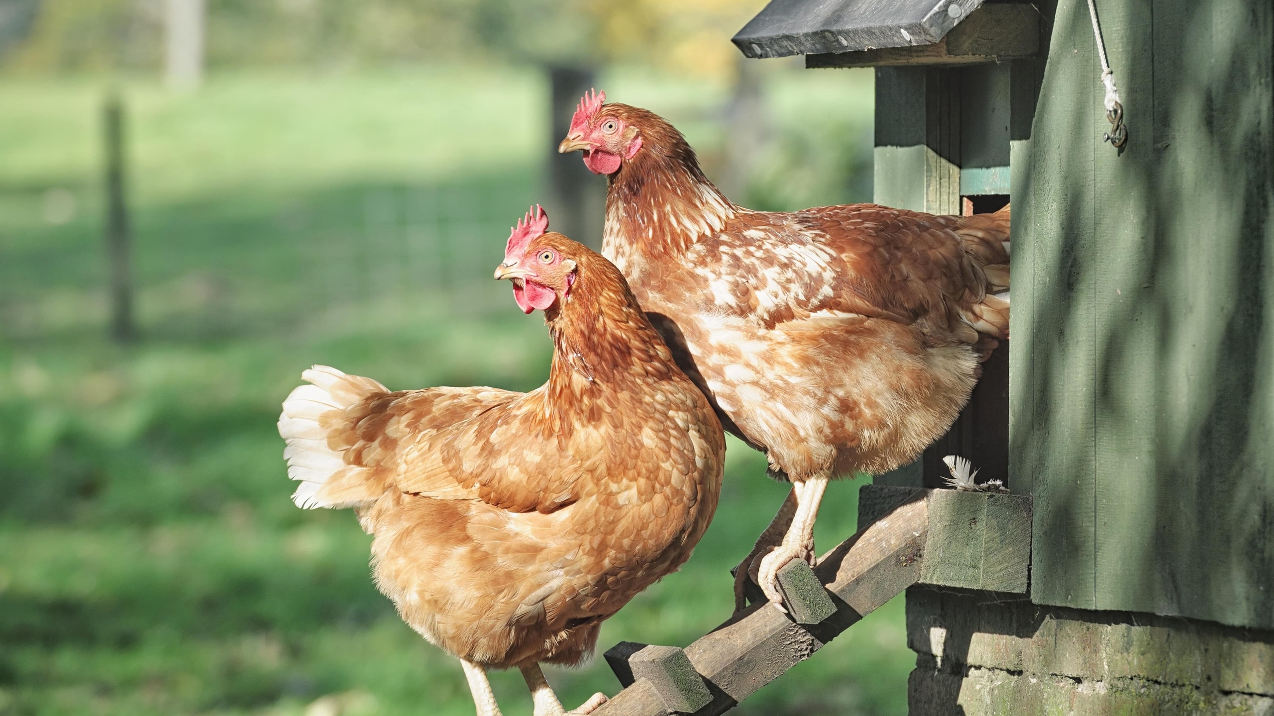 , backyard chickens, wooden ladder, henhouse