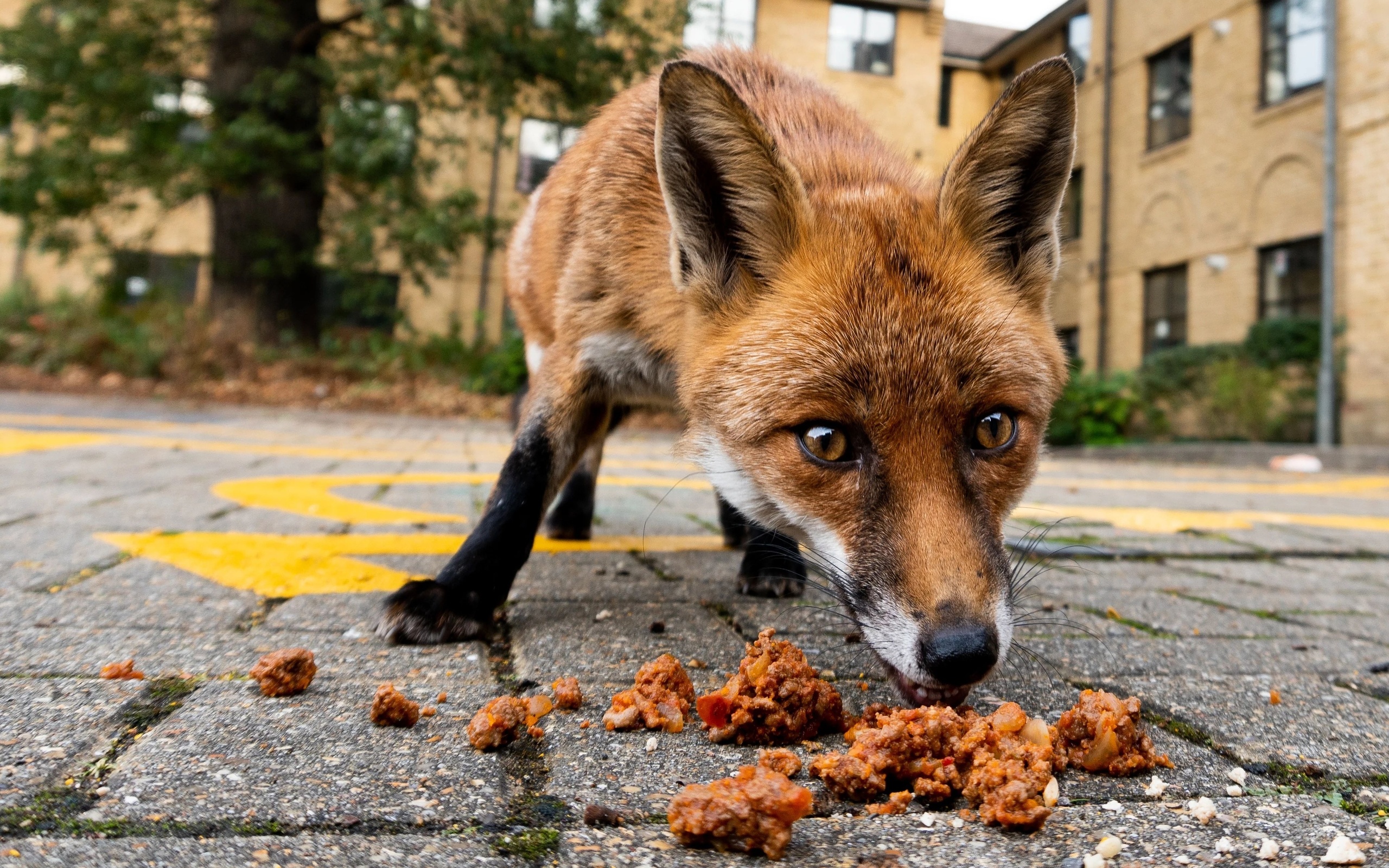 red fox, london, urban fox, british wildlife