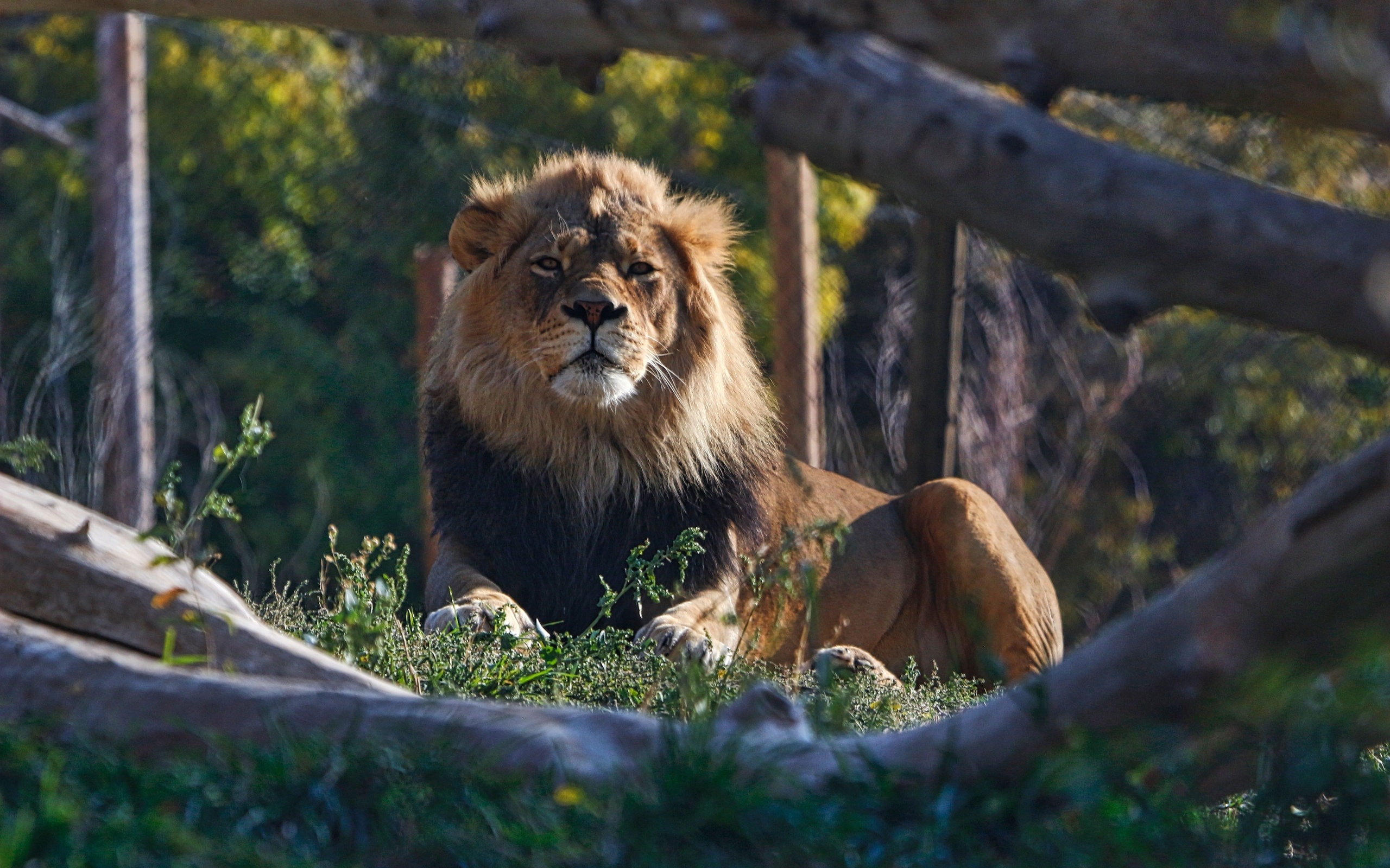 zoo, african savanna, king of beasts, african lion