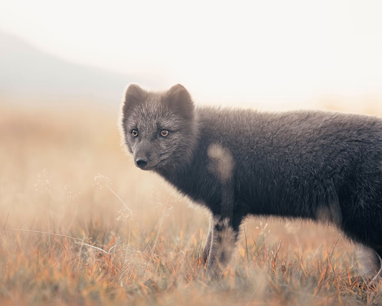 arctic fox, thorsmork, iceland, 66north